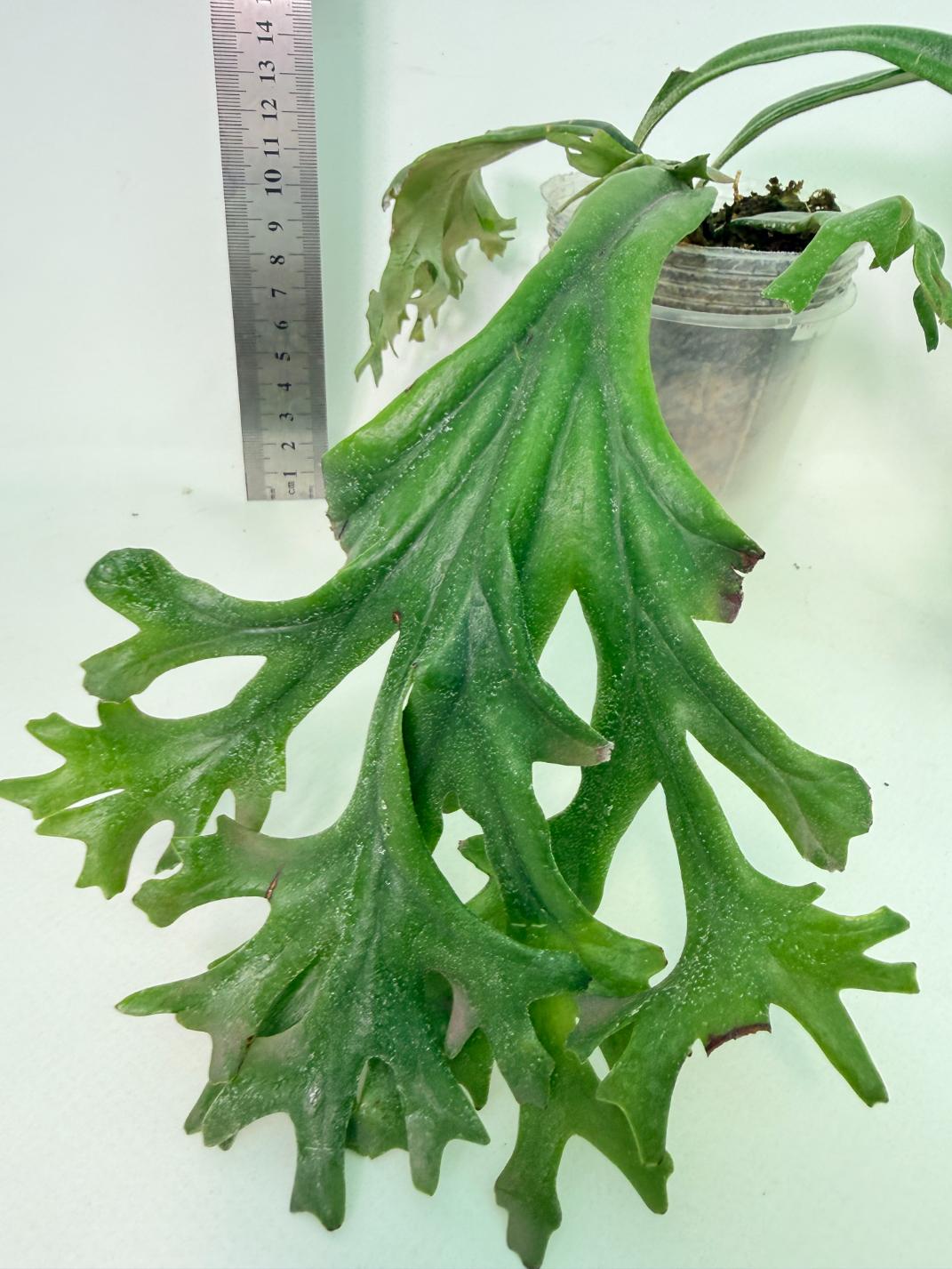 Polypodium Longifolia Crested Leaf 9