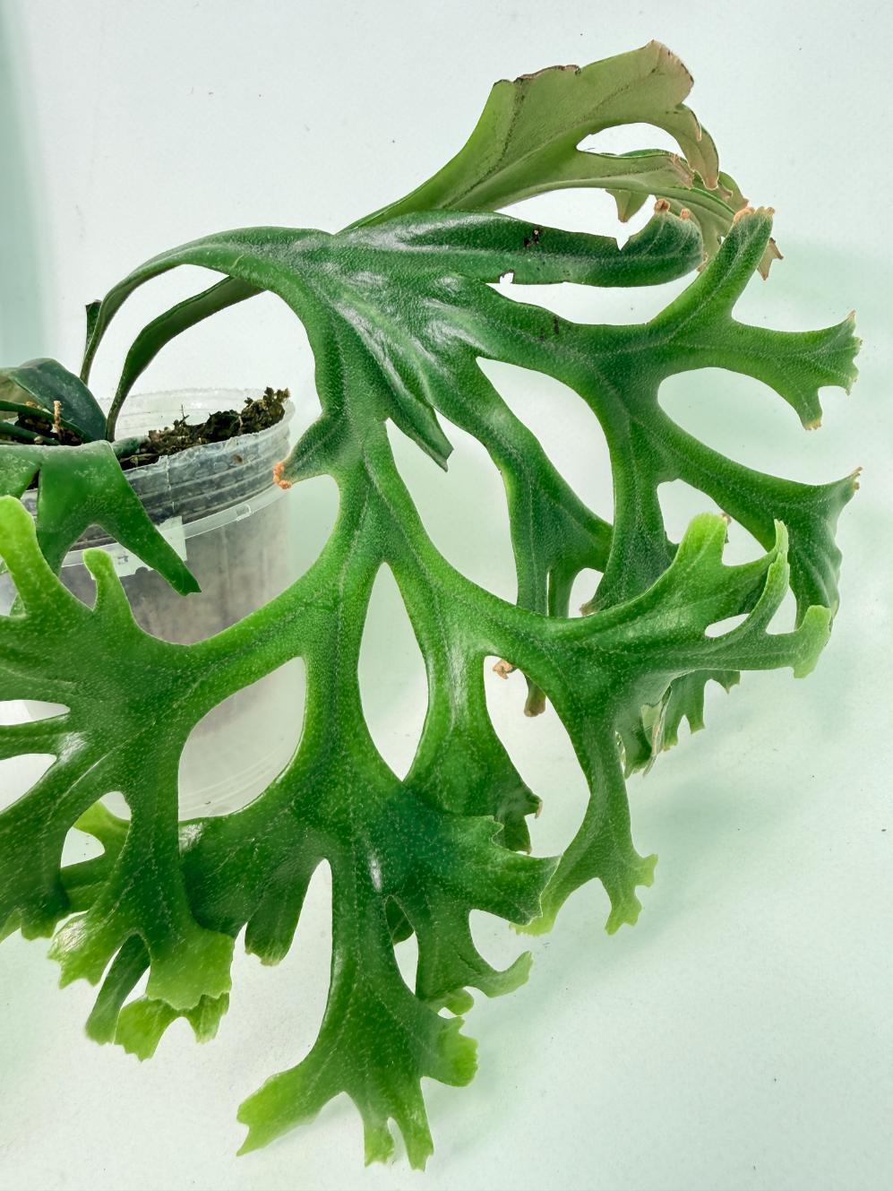 Polypodium Longifolia Crested Leaf 4