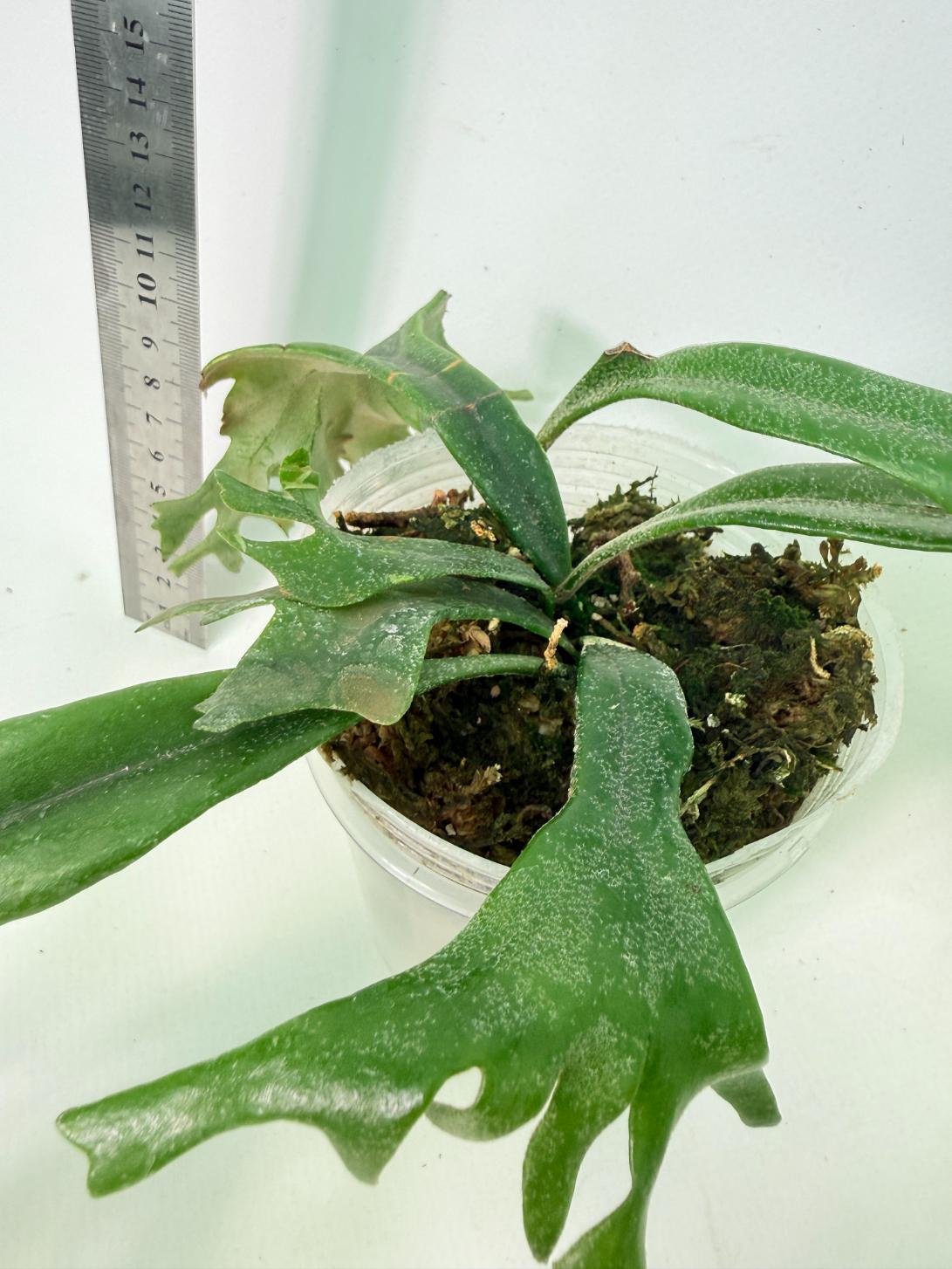 Polypodium Longifolia Crested Leaf 5