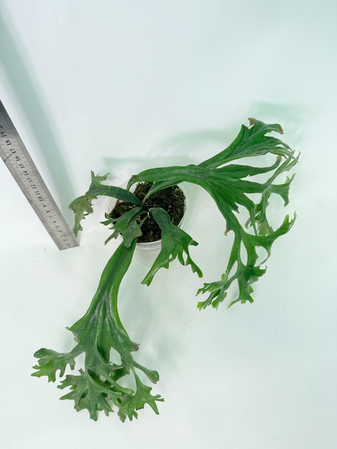 Polypodium Longifolia Crested Leaf 6