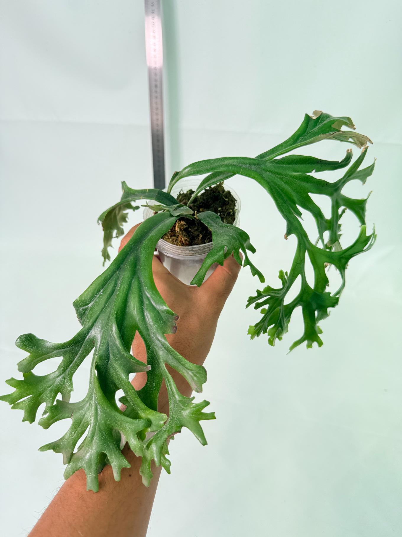Polypodium Longifolia Crested Leaf 7
