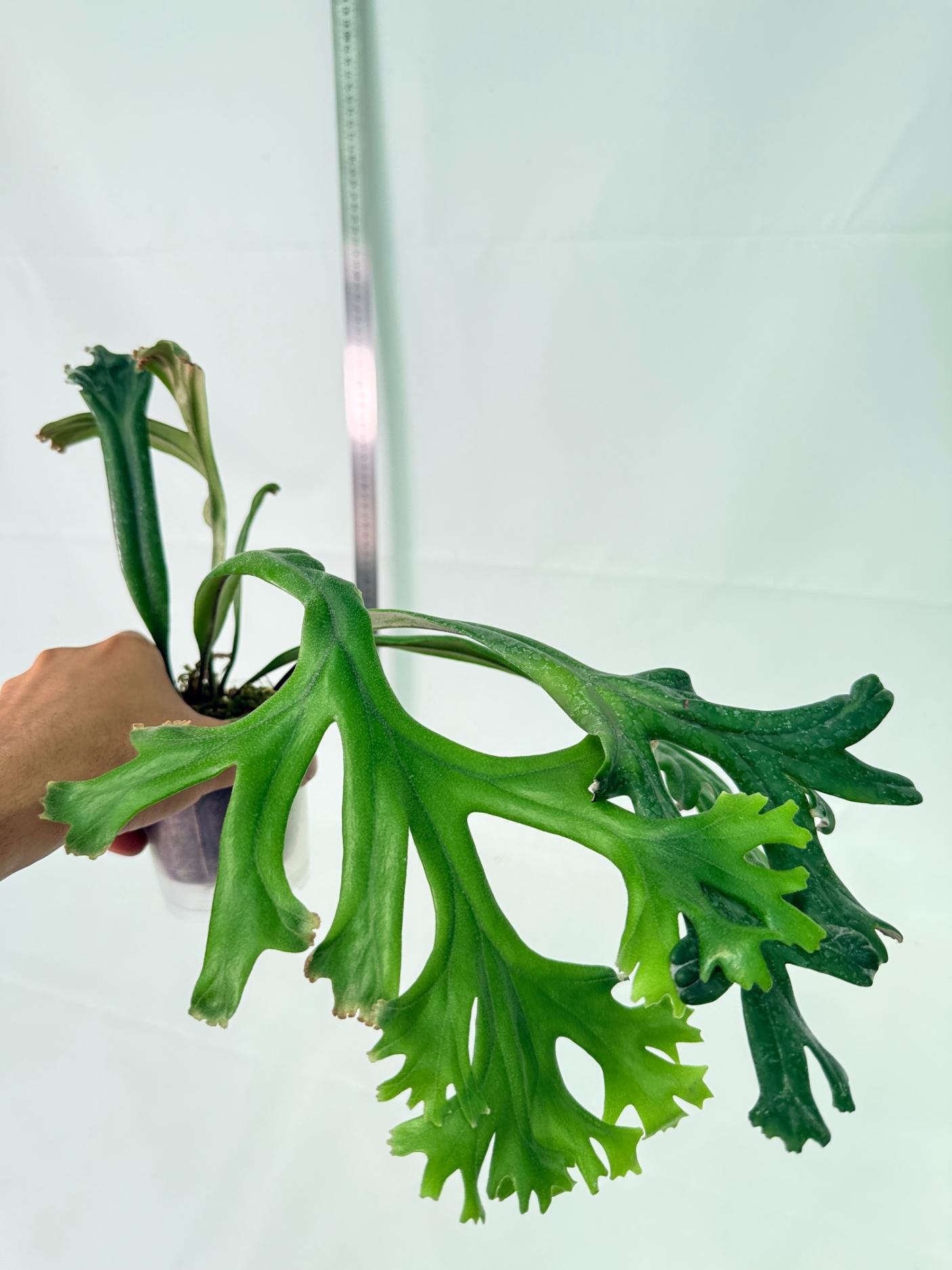 Polypodium Longifolia Crested Leaf 6
