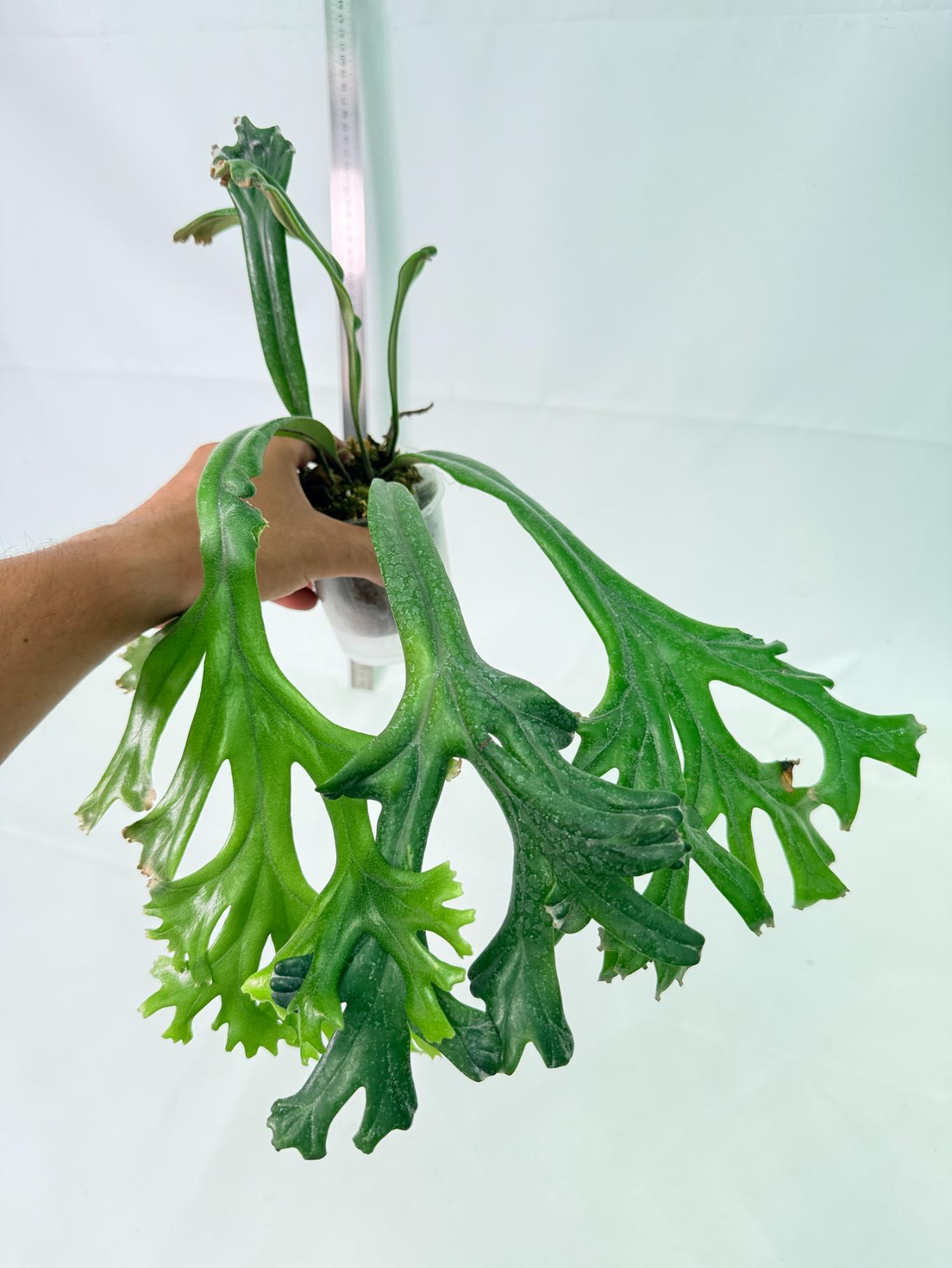 Polypodium Longifolia Crested Leaf 2