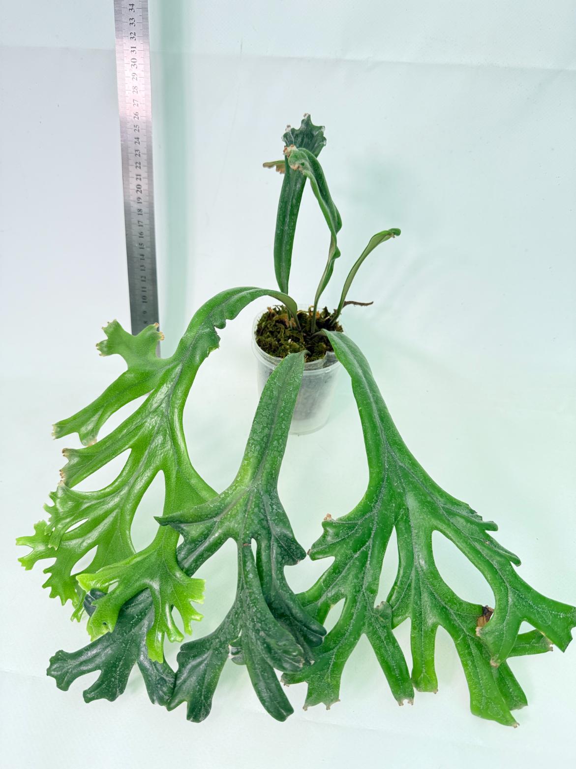 Polypodium Longifolia Crested Leaf 1