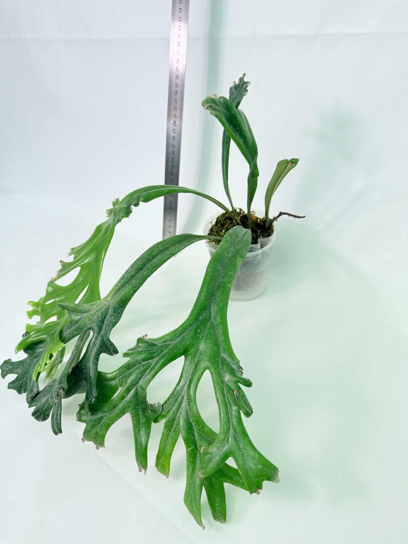 Polypodium Longifolia Crested Leaf 3