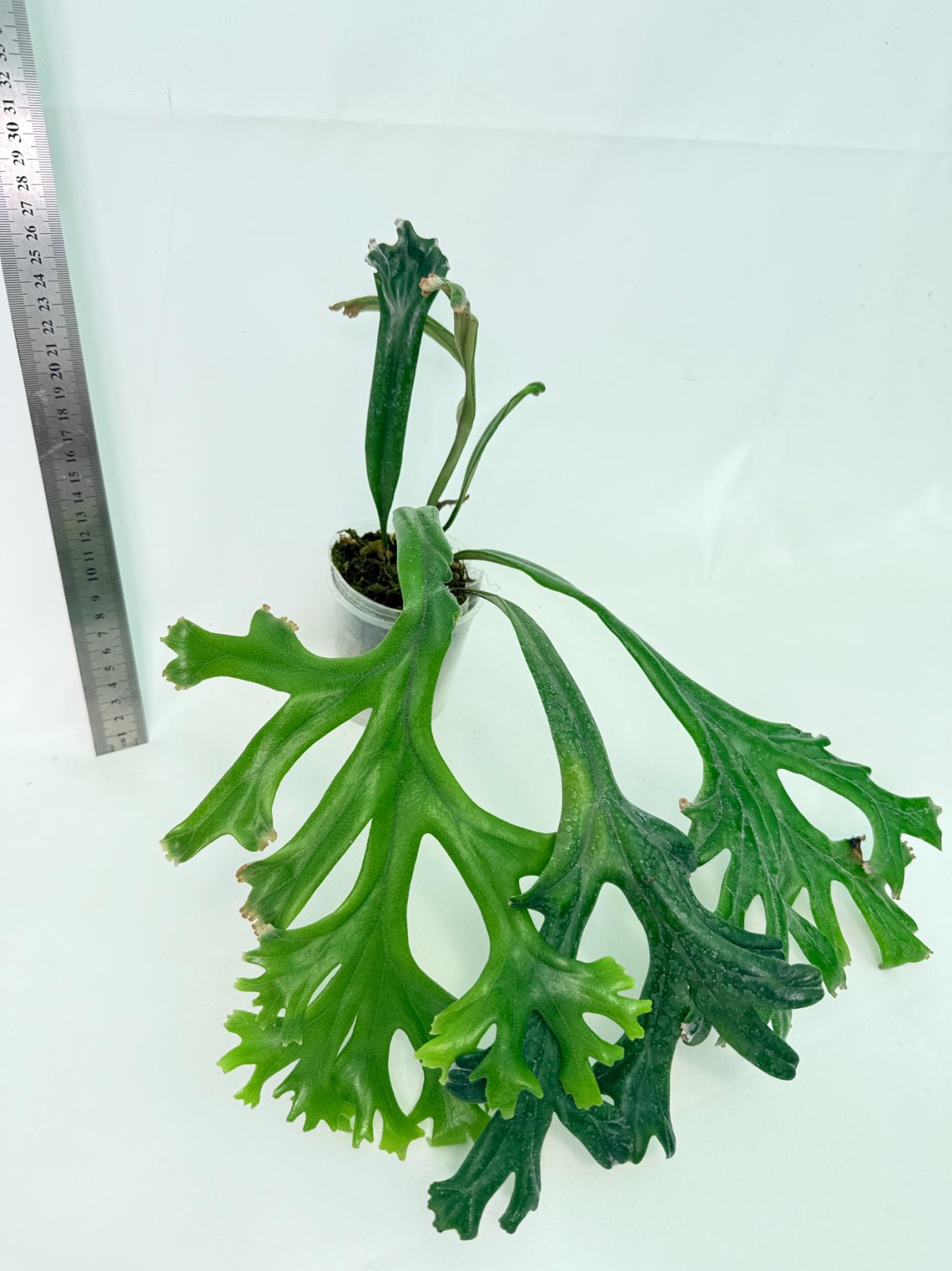 Polypodium Longifolia Crested Leaf 4