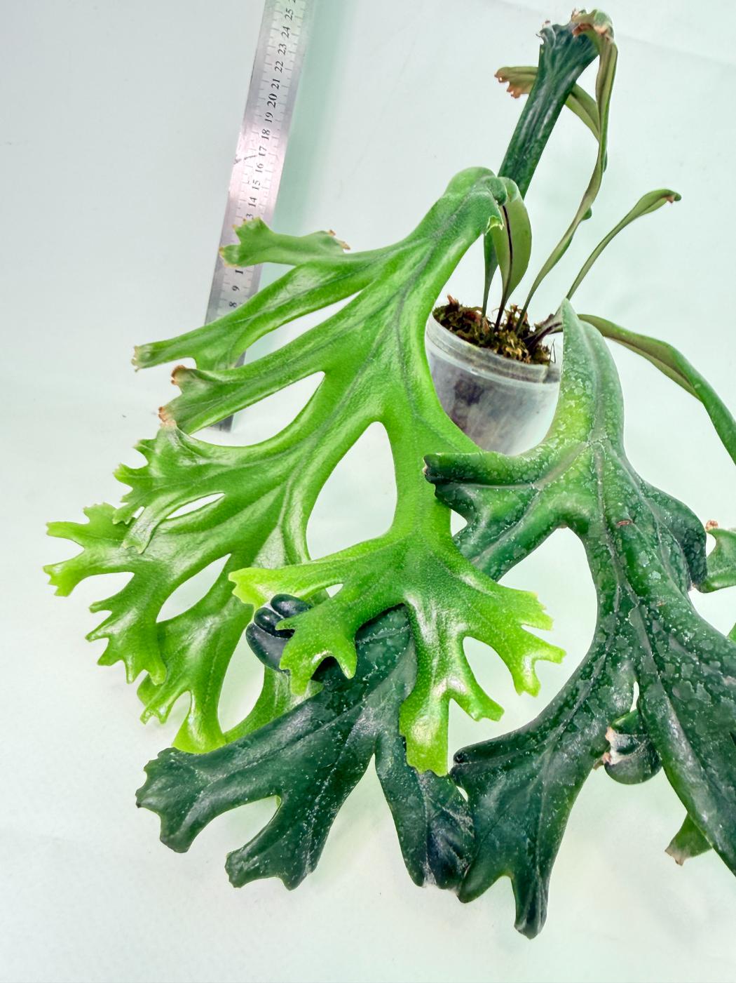Polypodium Longifolia Crested Leaf 5