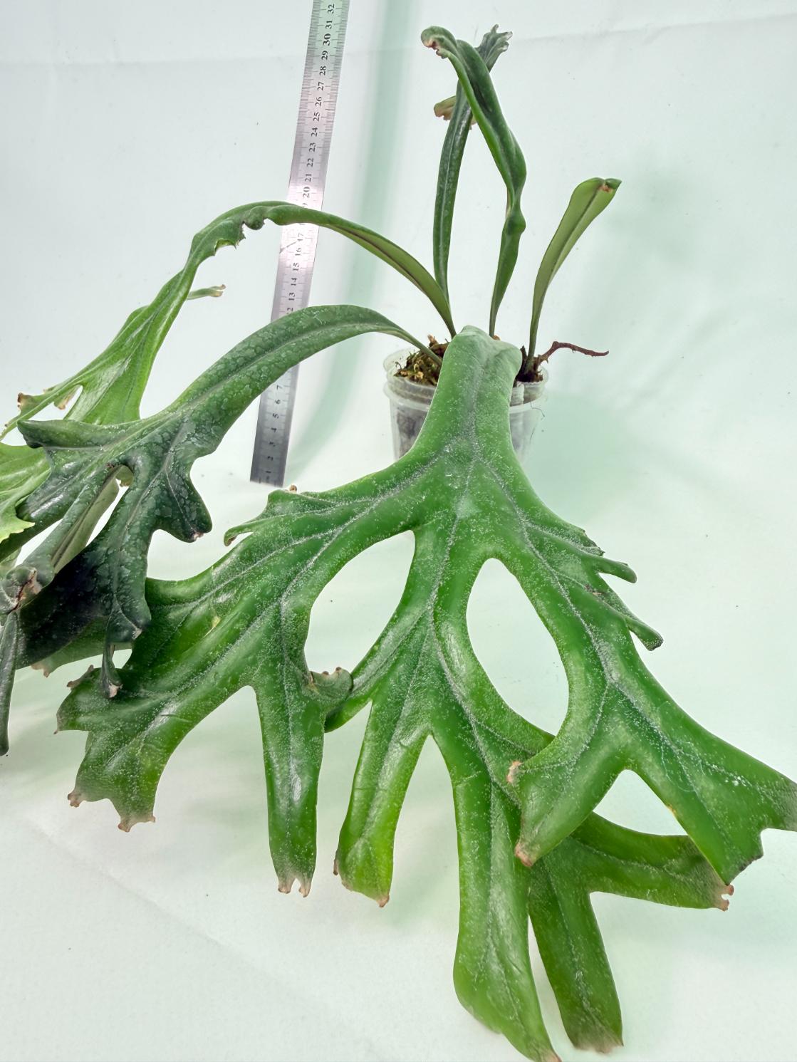 Polypodium Longifolia Crested Leaf 7