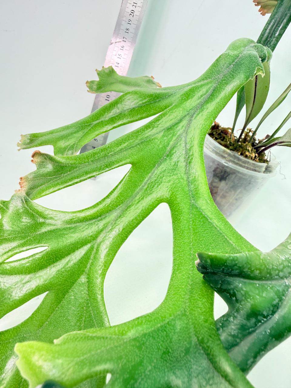Polypodium Longifolia Crested Leaf 8