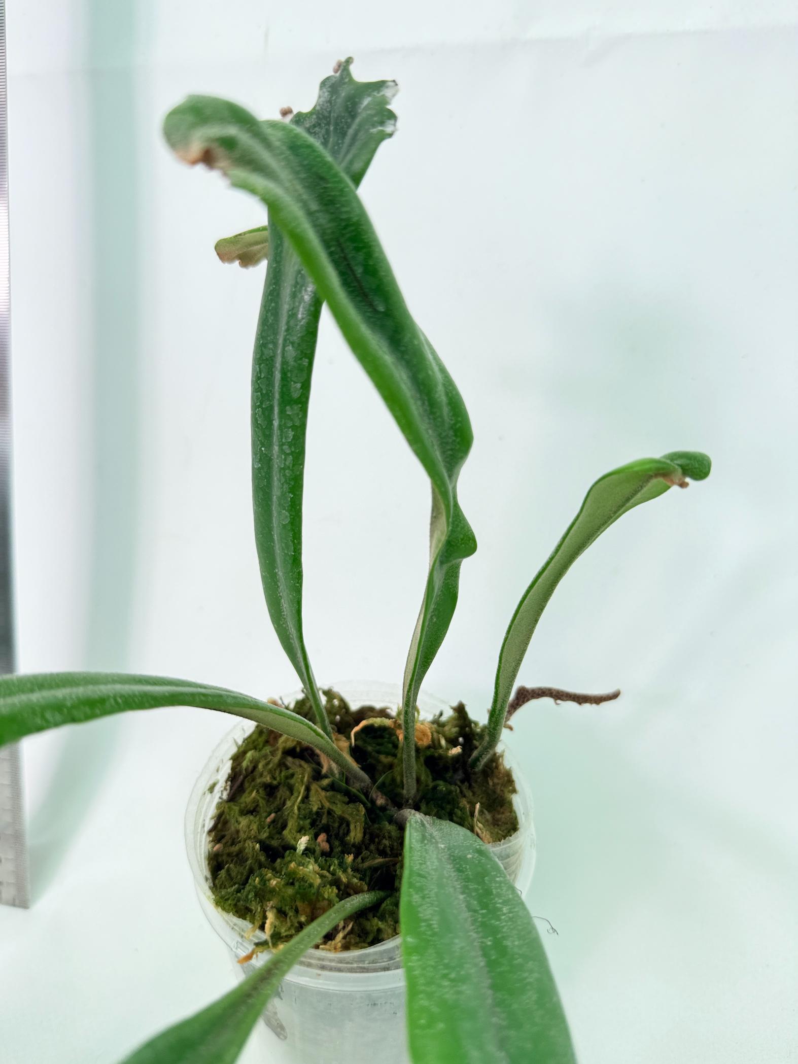 Polypodium Longifolia Crested Leaf 9