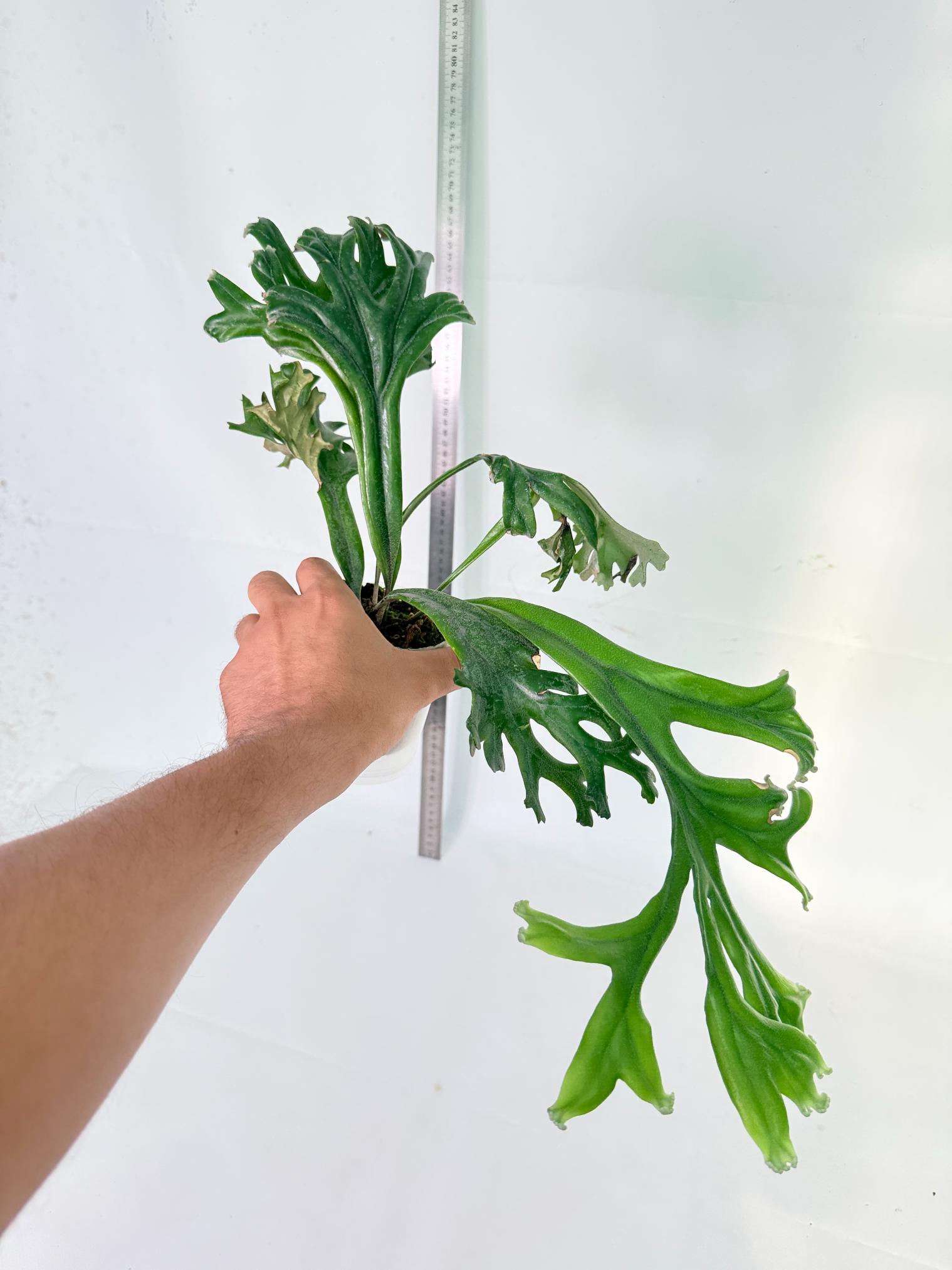 Polypodium Longifolia Crested Leaf 6