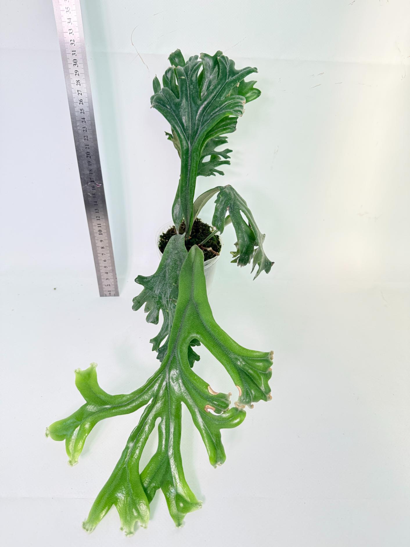 Polypodium Longifolia Crested Leaf 1