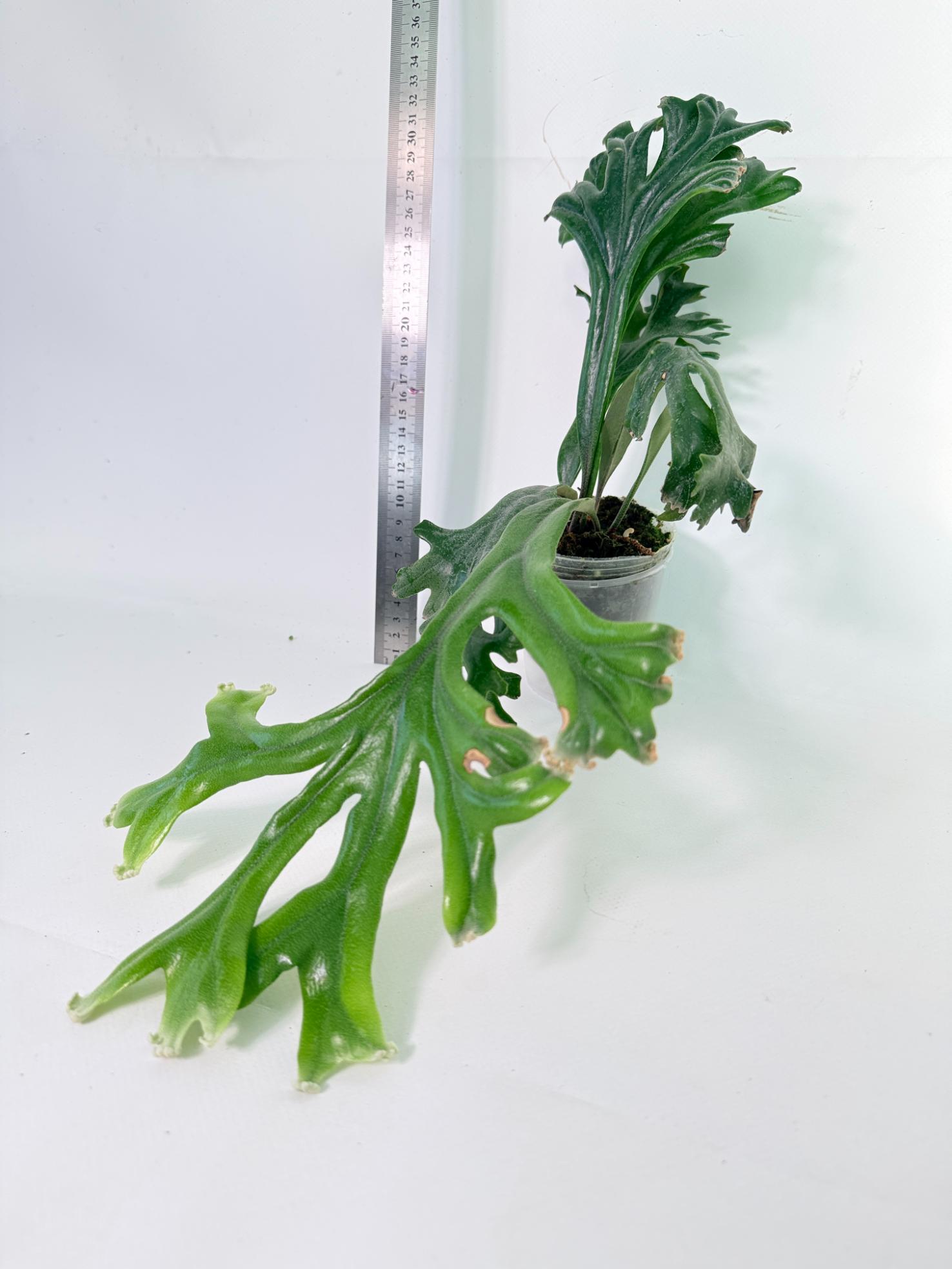 Polypodium Longifolia Crested Leaf 7