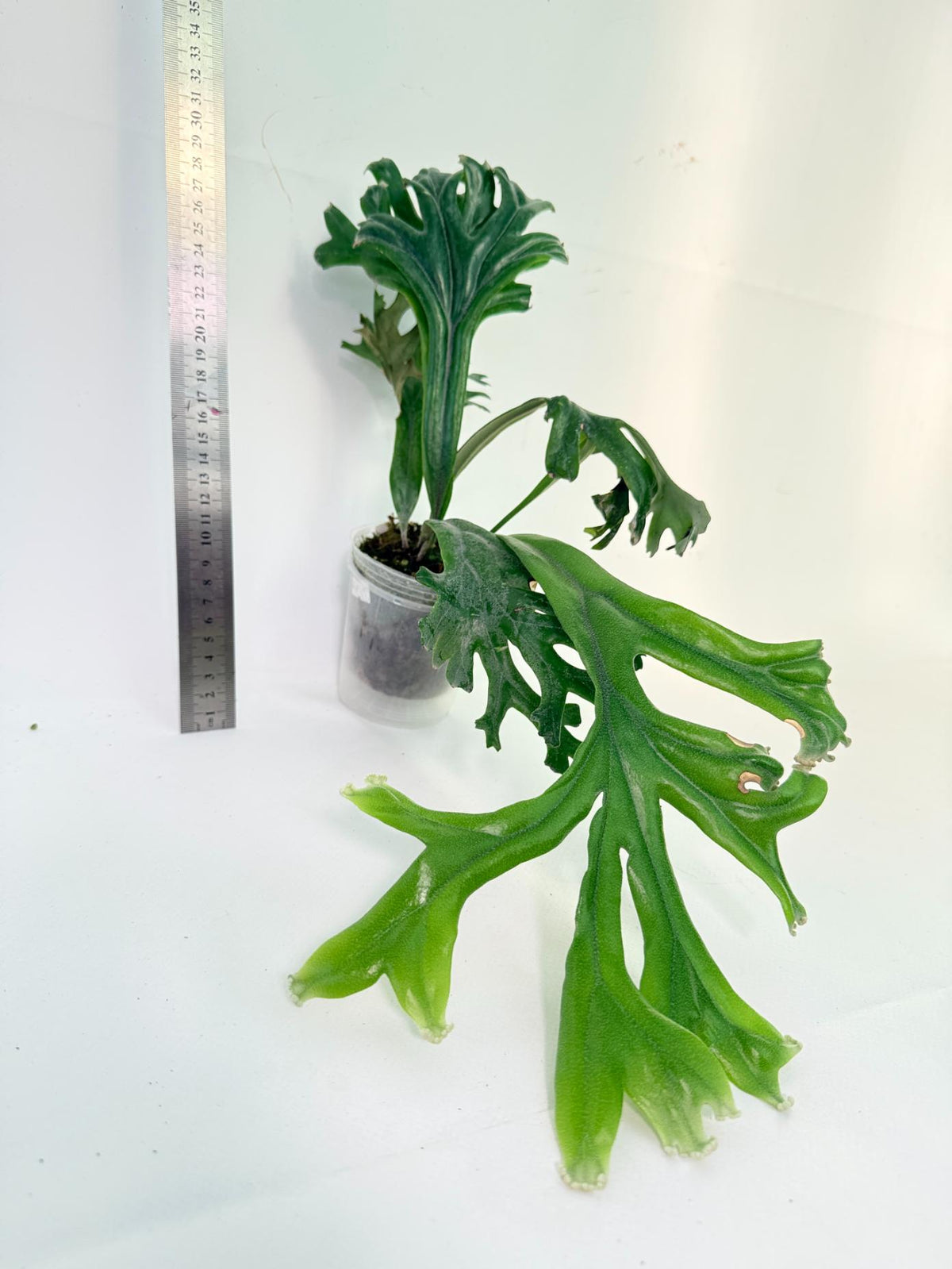 Polypodium Longifolia Crested Leaf 2