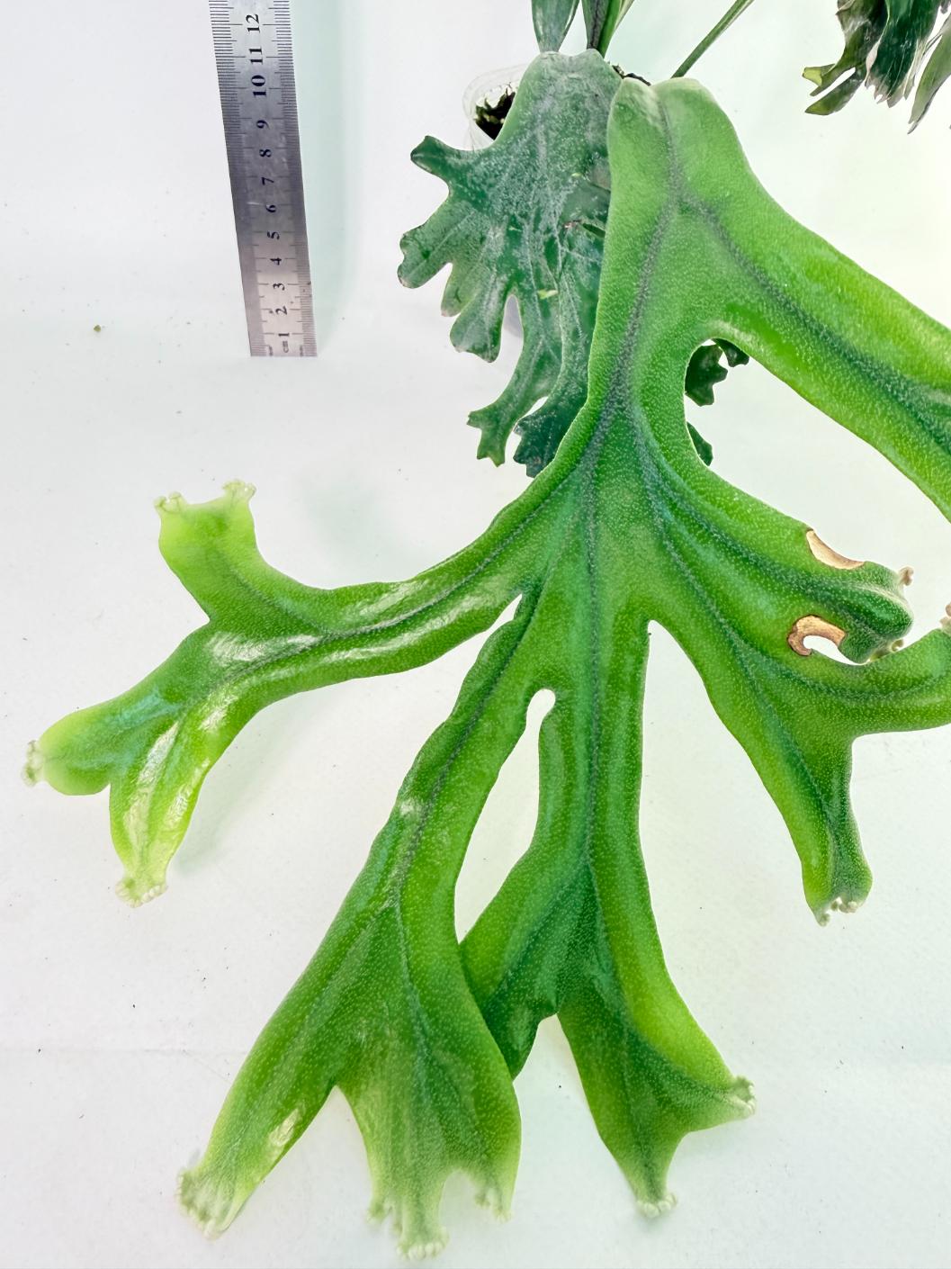 Polypodium Longifolia Crested Leaf 8