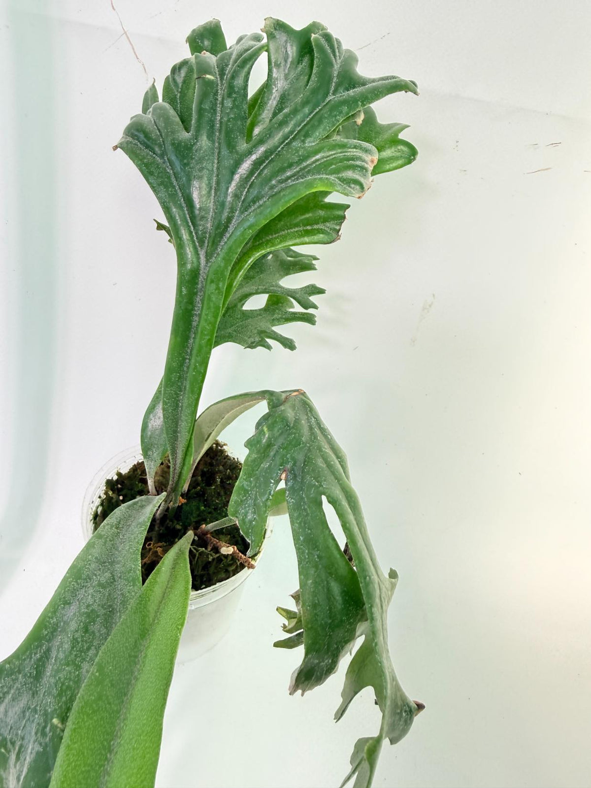 Polypodium Longifolia Crested Leaf 4