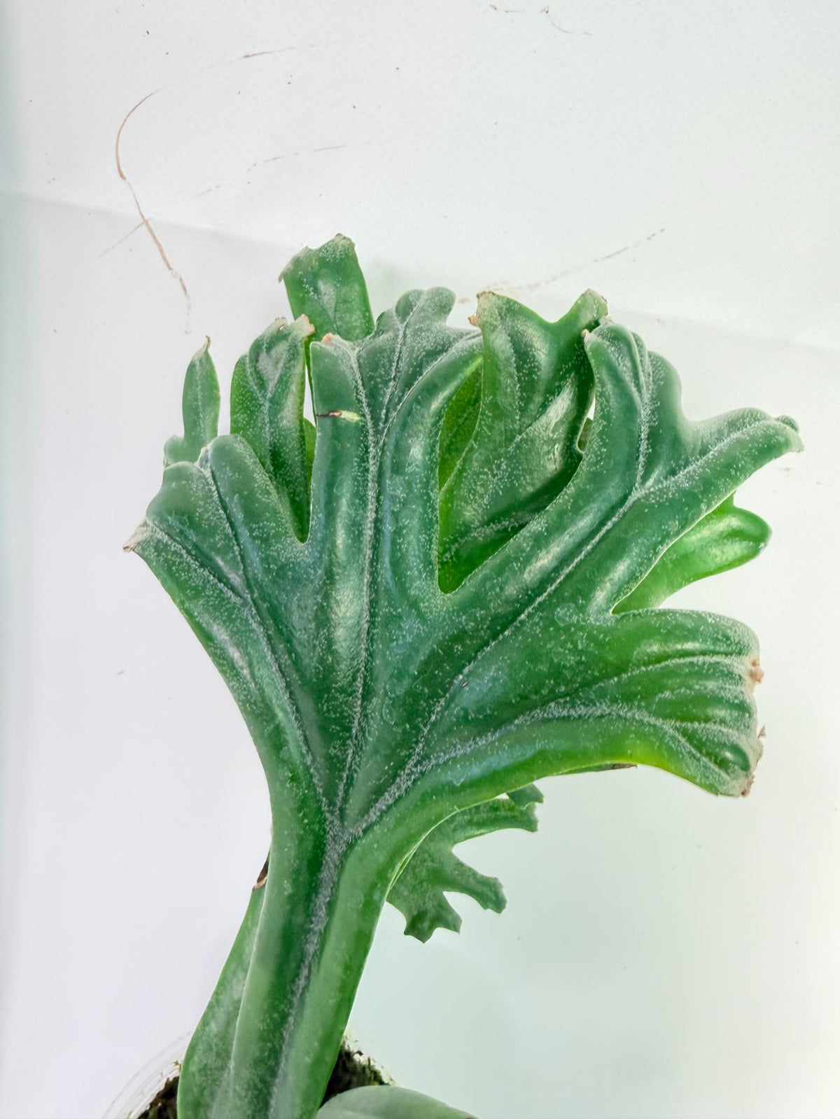 Polypodium Longifolia Crested Leaf 5