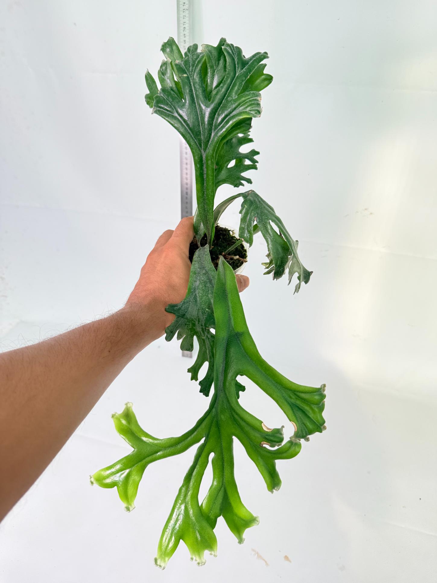 Polypodium Longifolia Crested Leaf 3