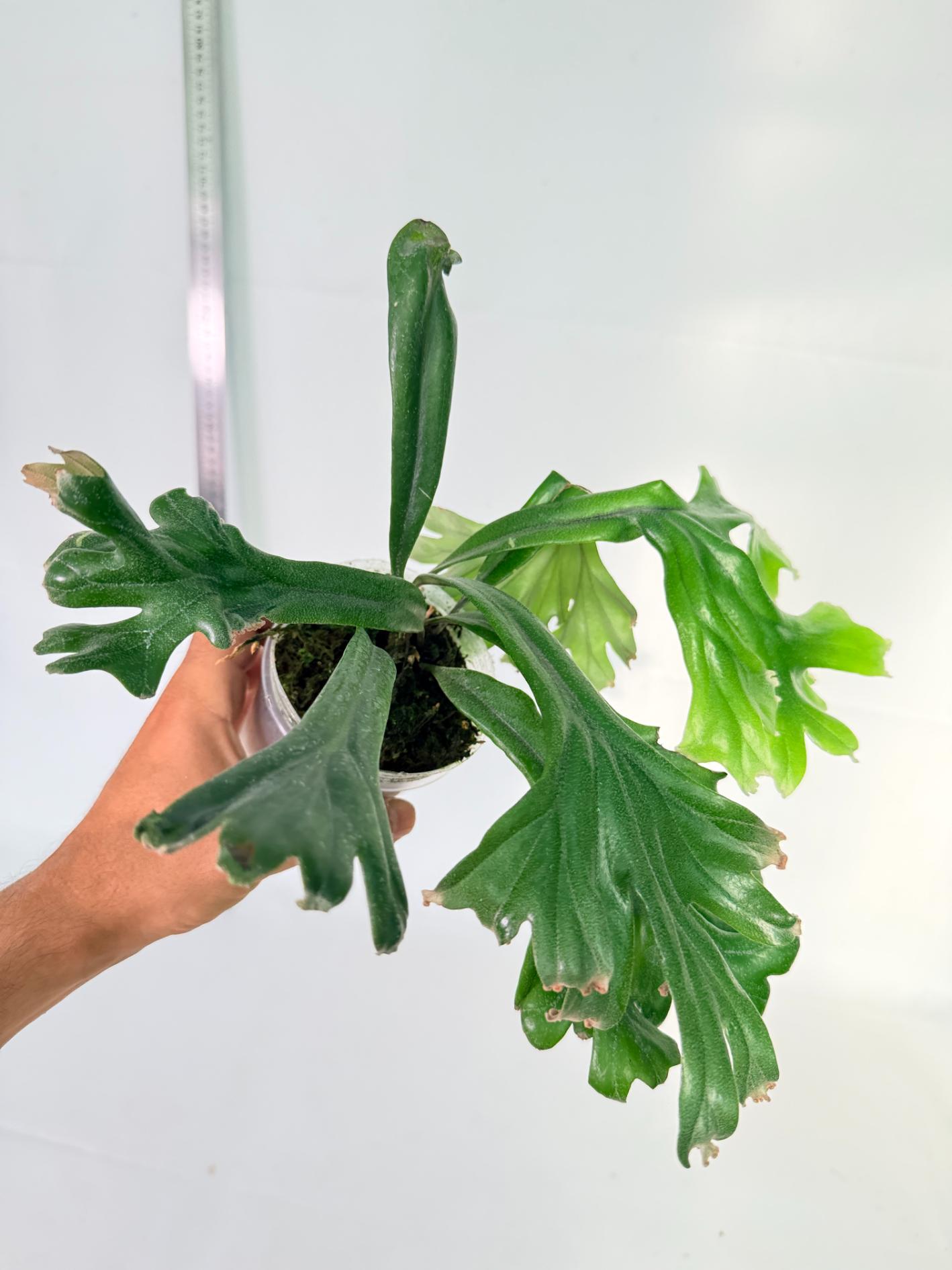 Polypodium Longifolia Crested Leaf 1