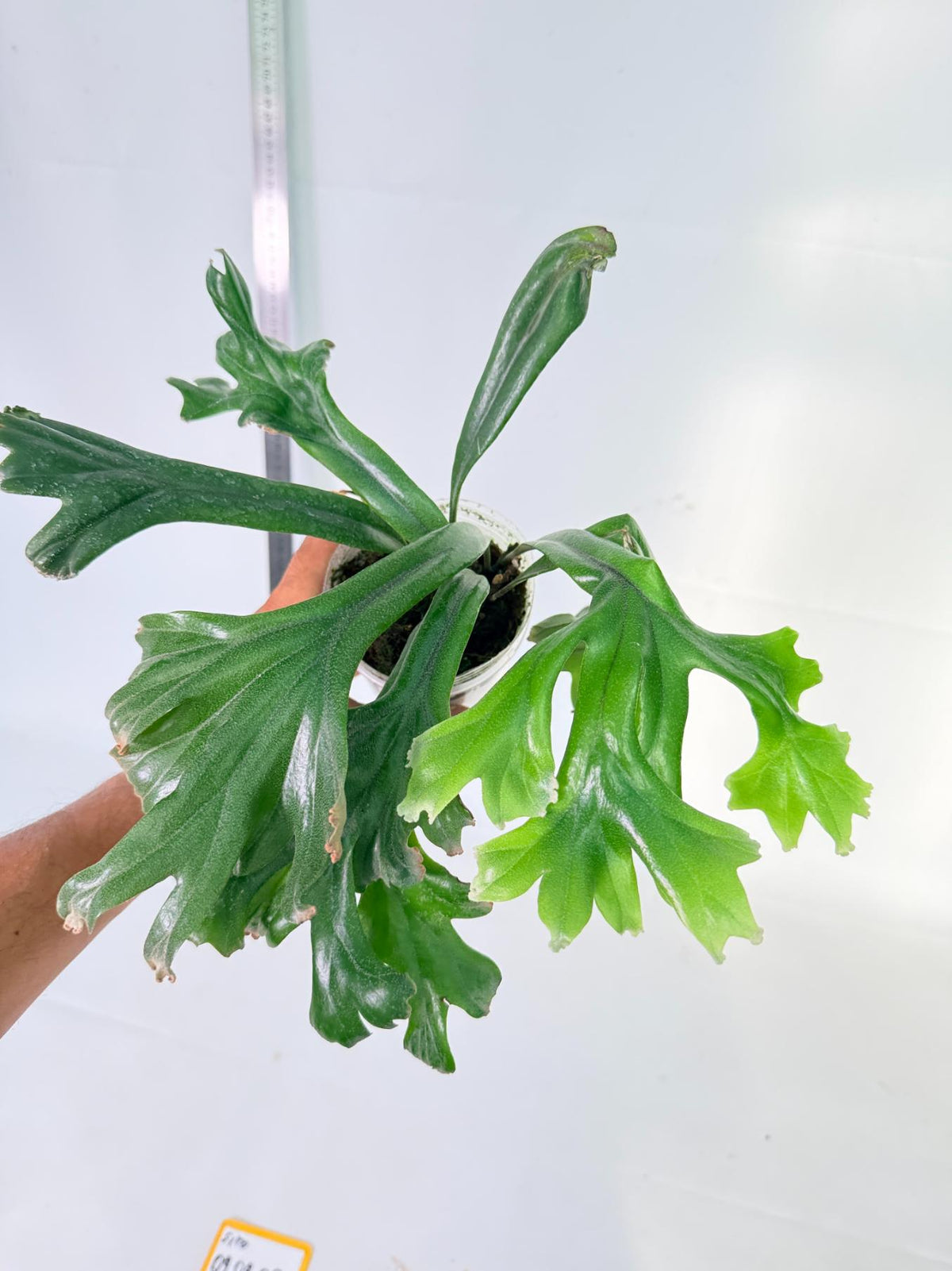 Polypodium Longifolia Crested Leaf 9