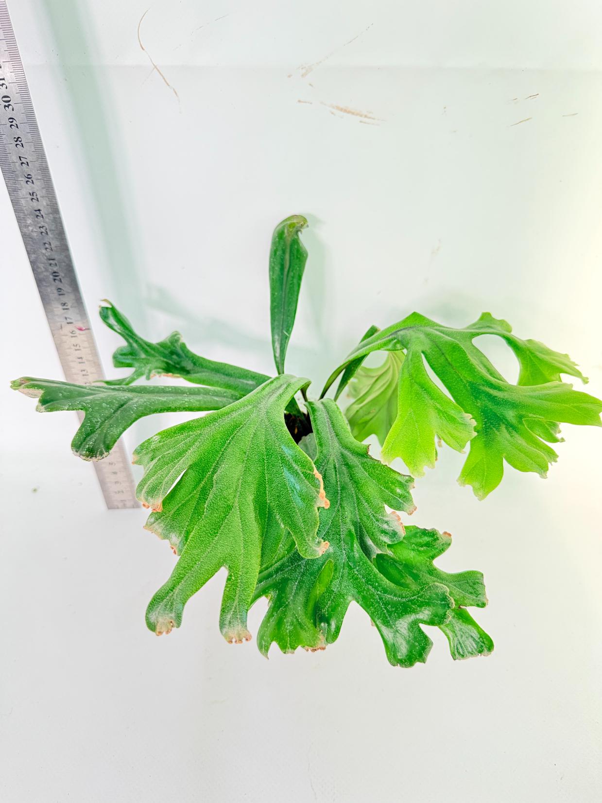 Polypodium Longifolia Crested Leaf 2