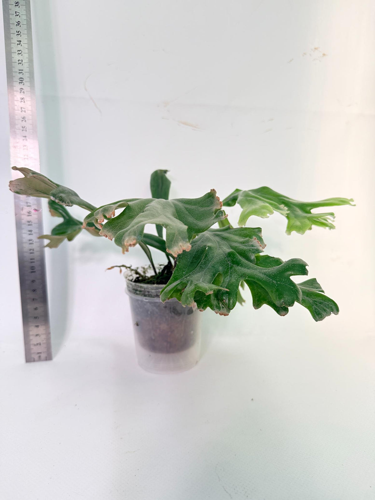Polypodium Longifolia Crested Leaf 3