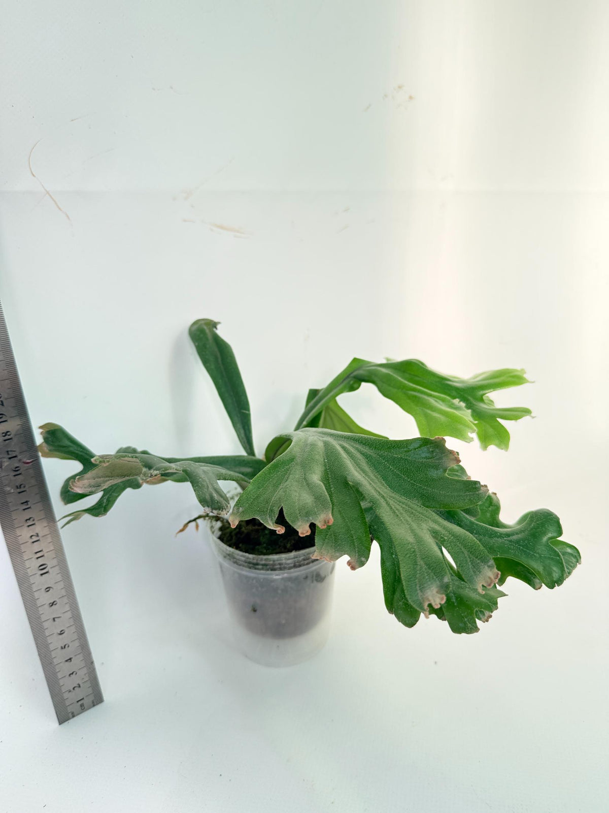 Polypodium Longifolia Crested Leaf 4