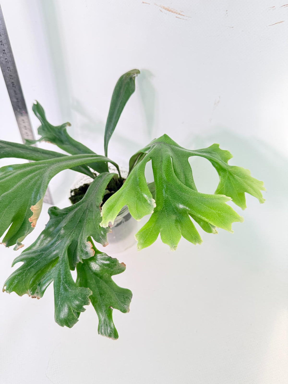 Polypodium Longifolia Crested Leaf 5