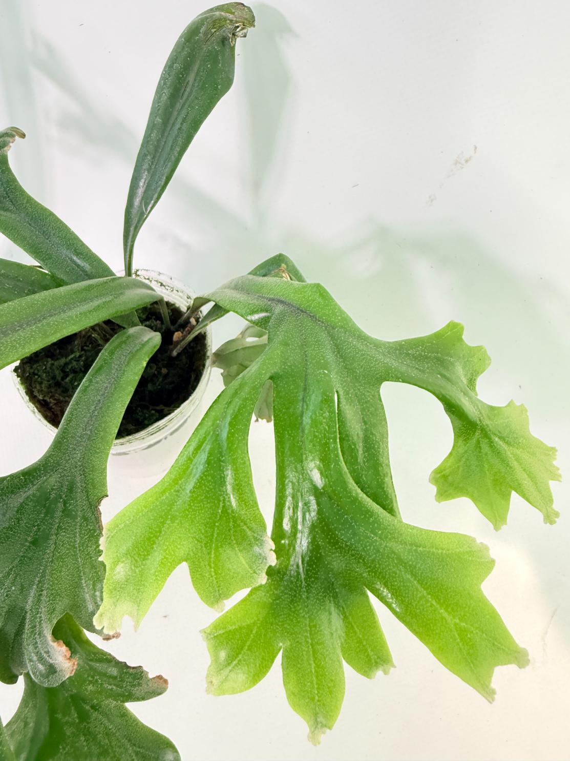 Polypodium Longifolia Crested Leaf 6