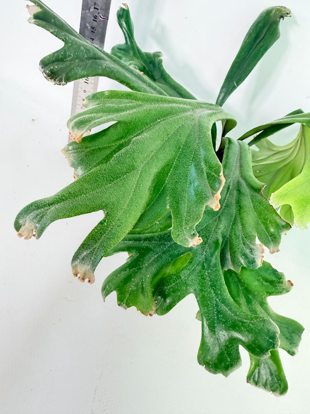 Polypodium Longifolia Crested Leaf 7