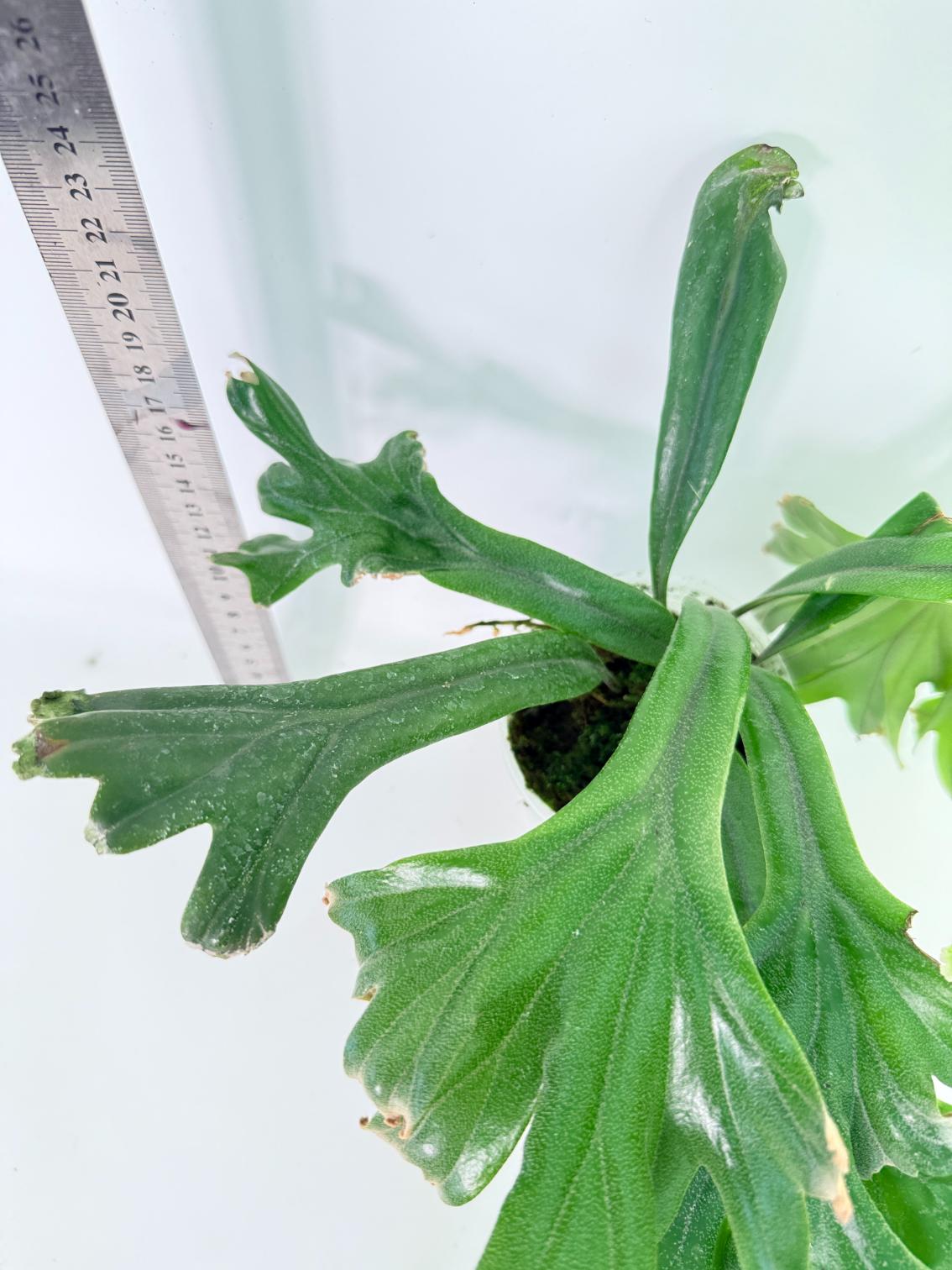 Polypodium Longifolia Crested Leaf 8