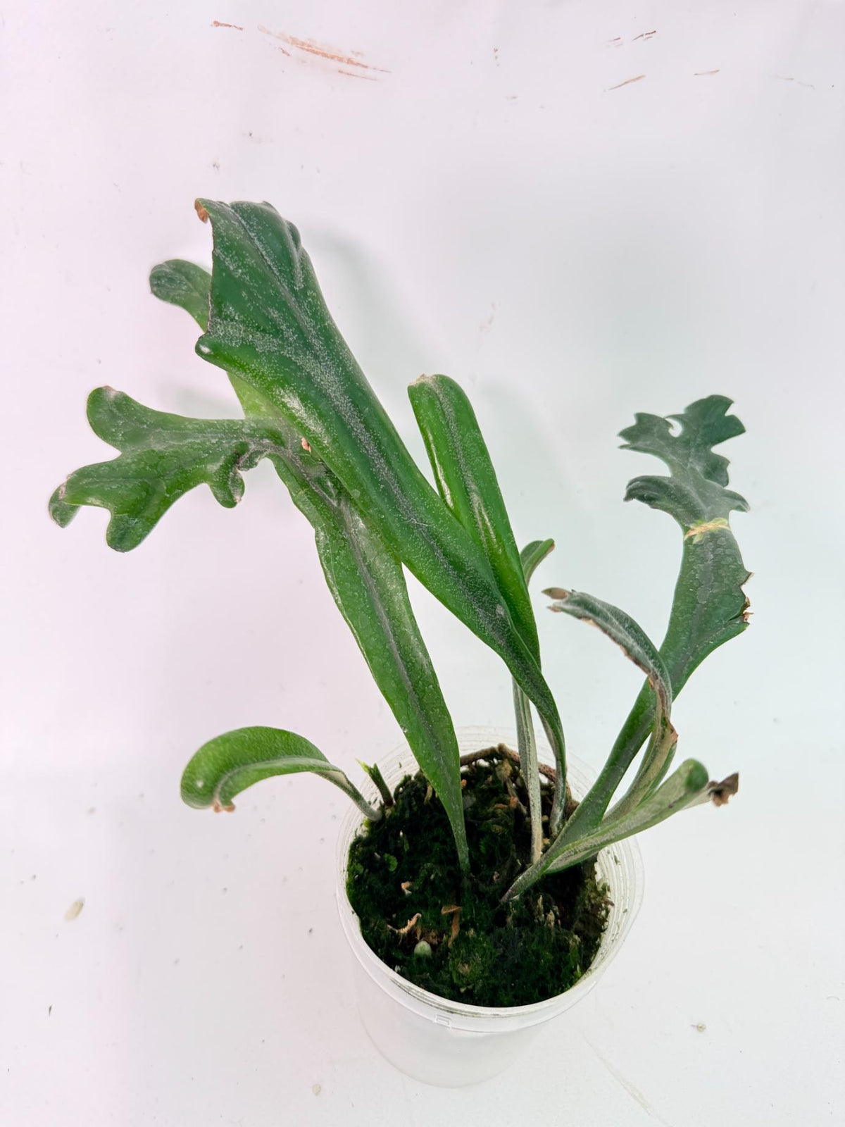 Polypodium Longifolia Crested Leaf 9