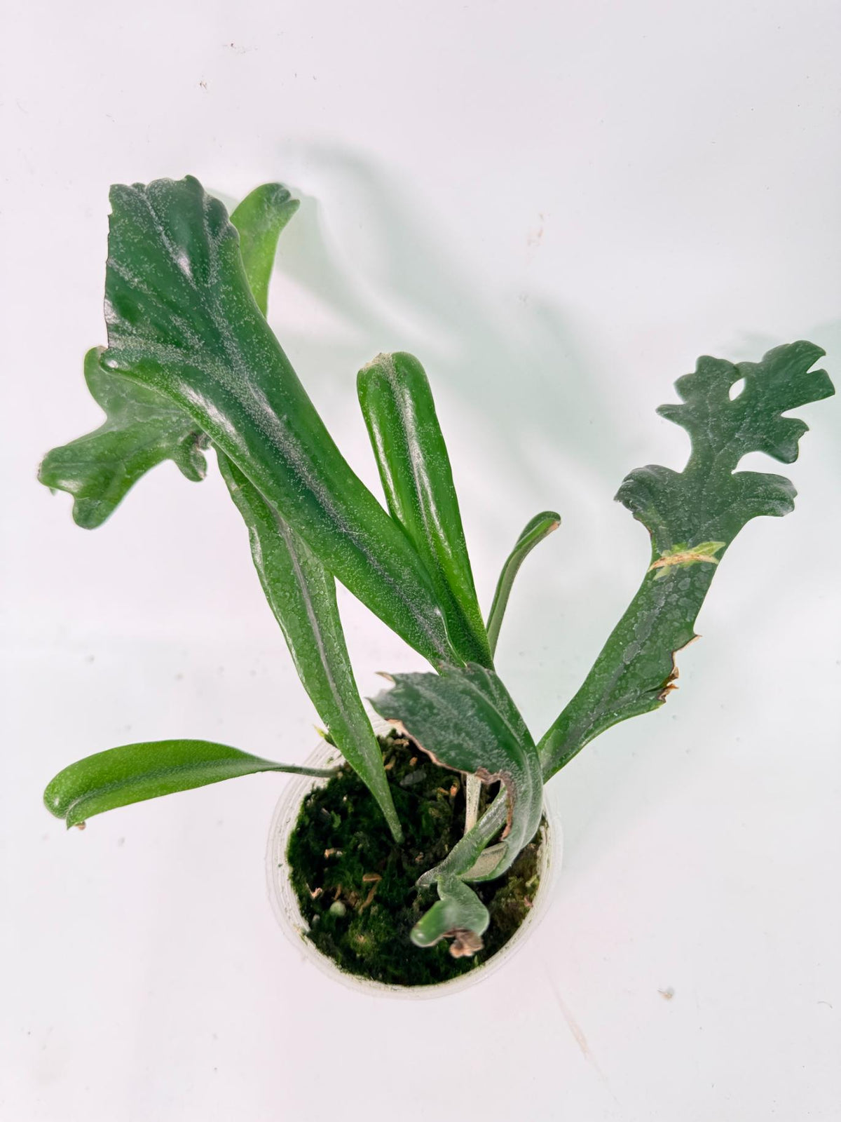 Polypodium Longifolia Crested Leaf 01