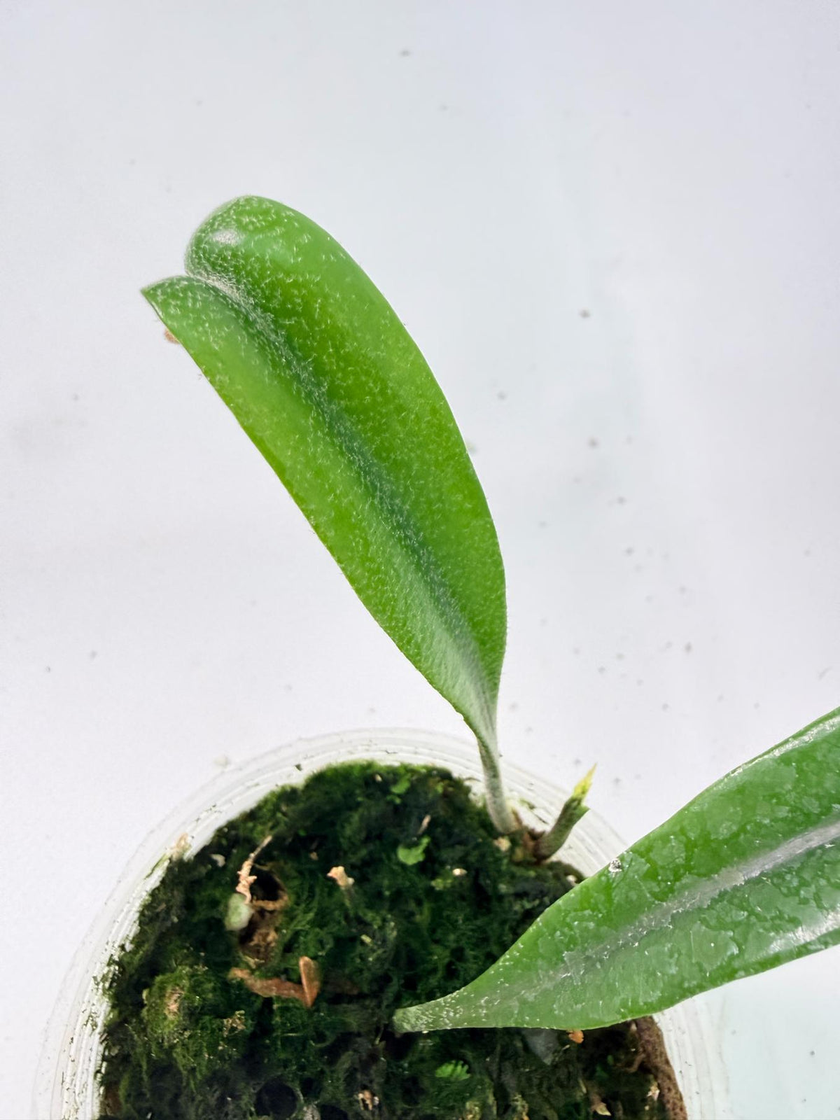 Polypodium Longifolia Crested Leaf 02