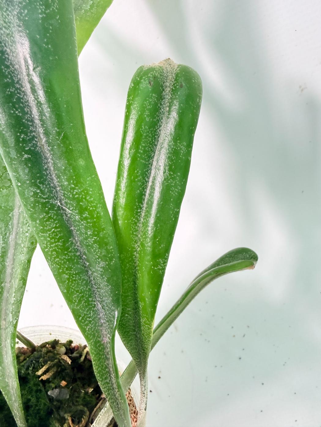 Polypodium Longifolia Crested Leaf 03