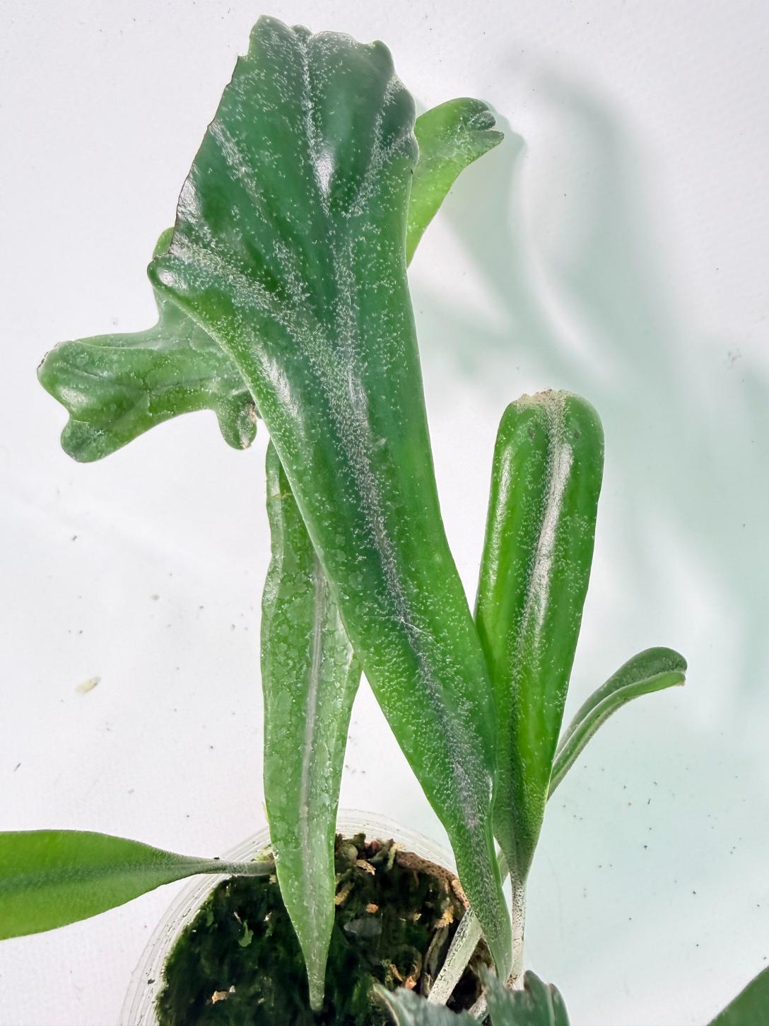 Polypodium Longifolia Crested Leaf 04