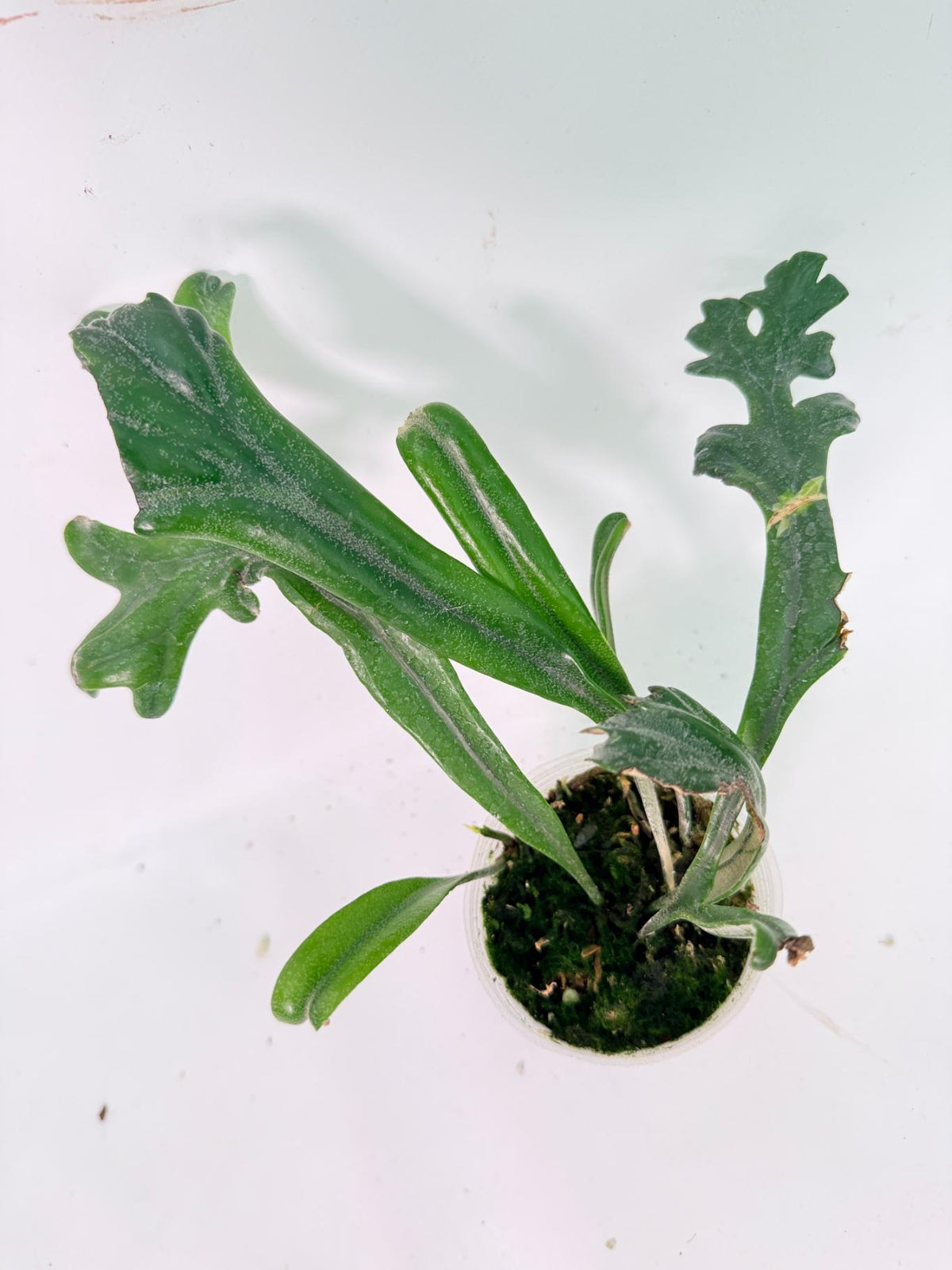 Polypodium Longifolia Crested Leaf 05