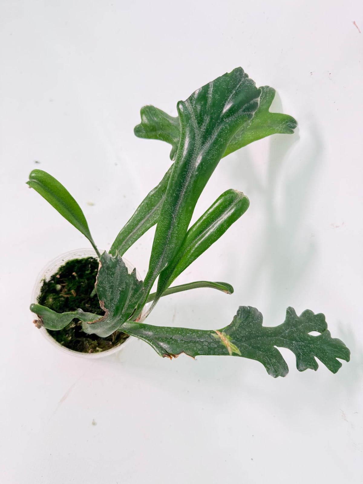 Polypodium Longifolia Crested Leaf 06