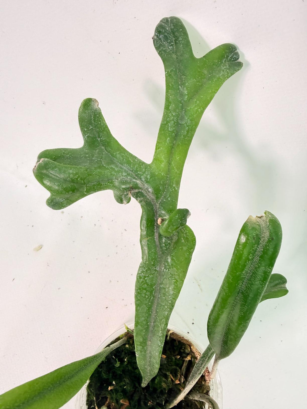 Polypodium Longifolia Crested Leaf 07