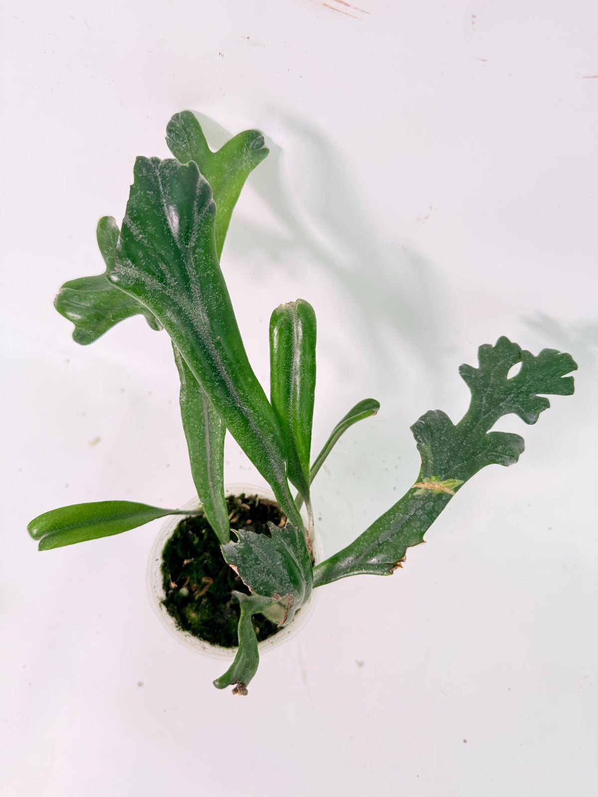 Polypodium Longifolia Crested Leaf 08