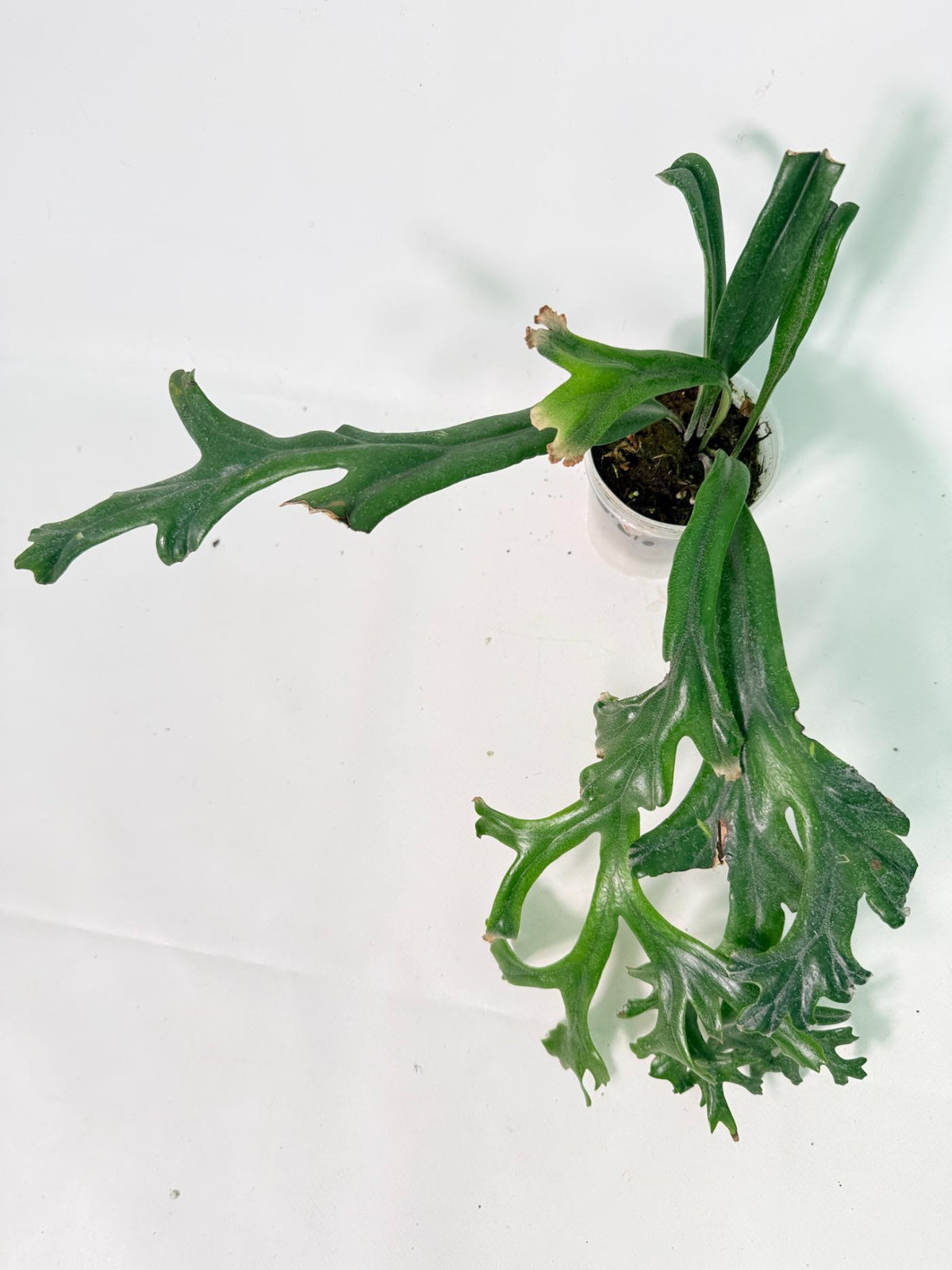 Polypodium Longifolia Crested Leaf 09
