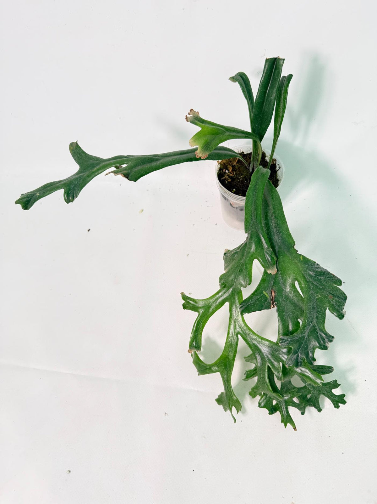 Polypodium Longifolia Crested Leaf 01