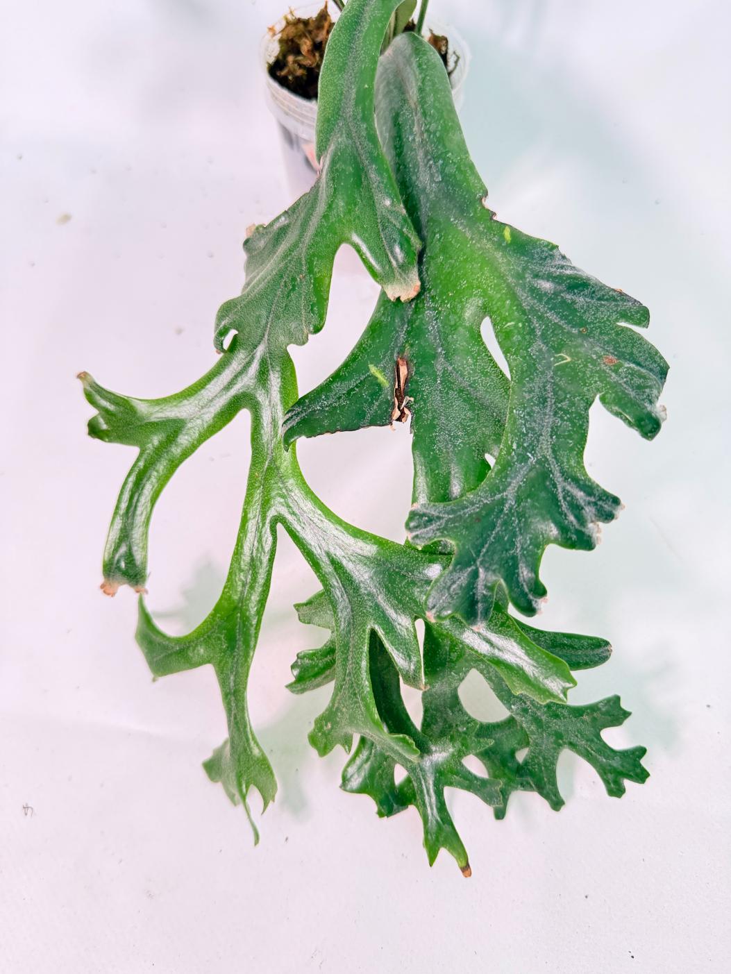 Polypodium Longifolia Crested Leaf 02