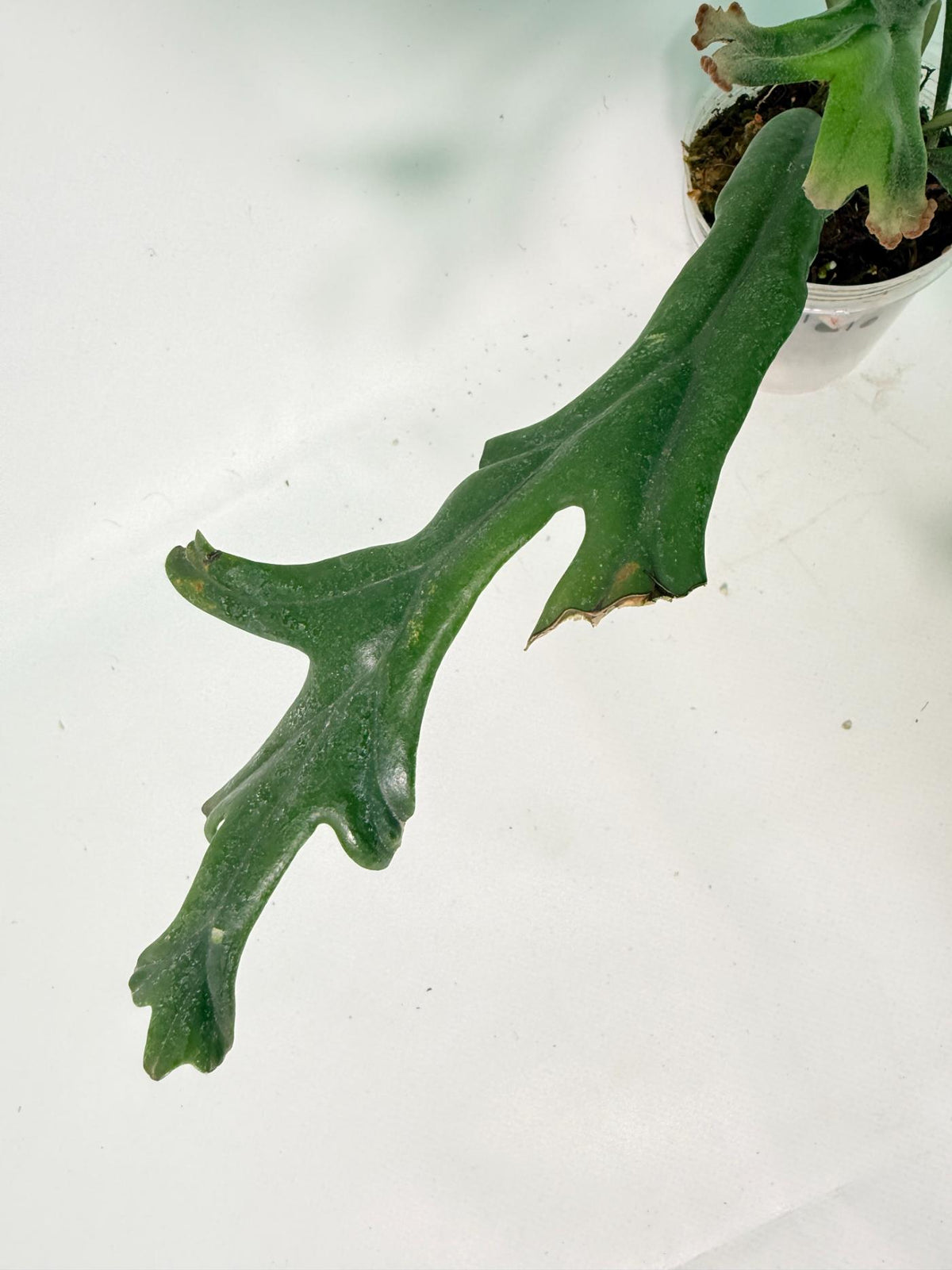 Polypodium Longifolia Crested Leaf 03