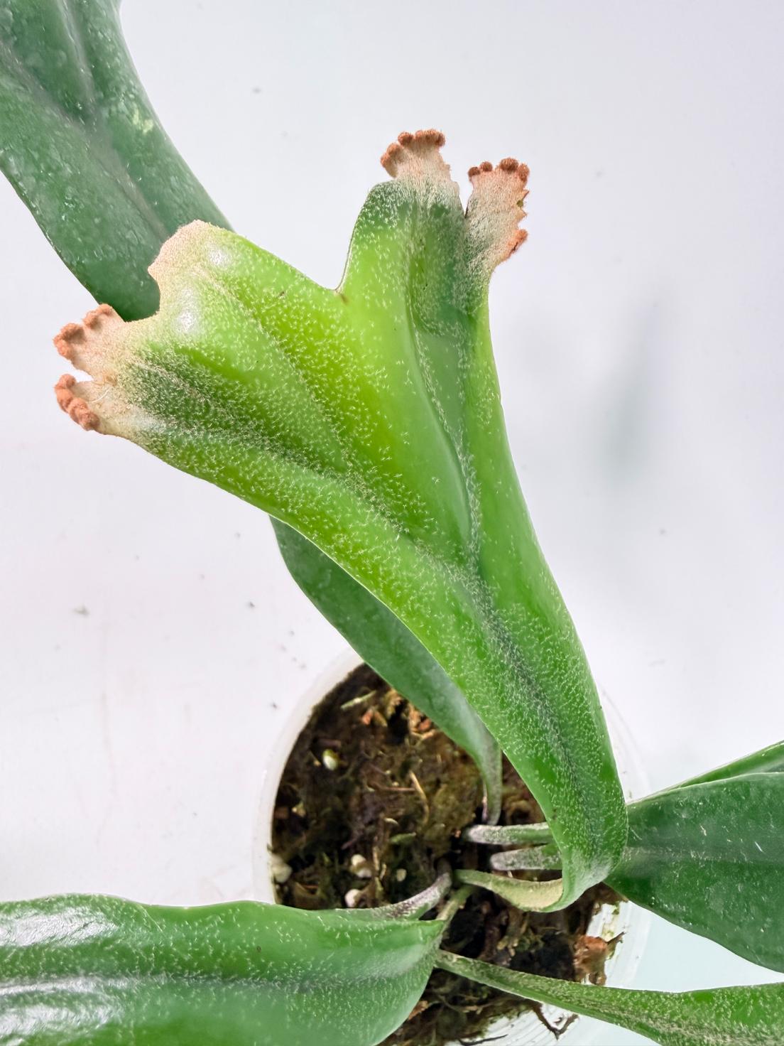 Polypodium Longifolia Crested Leaf 04