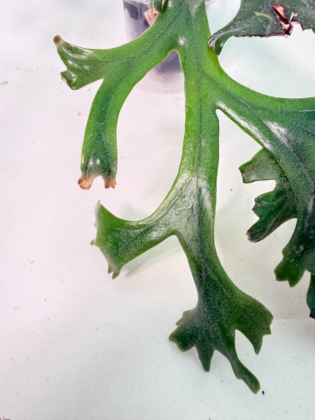 Polypodium Longifolia Crested Leaf 05
