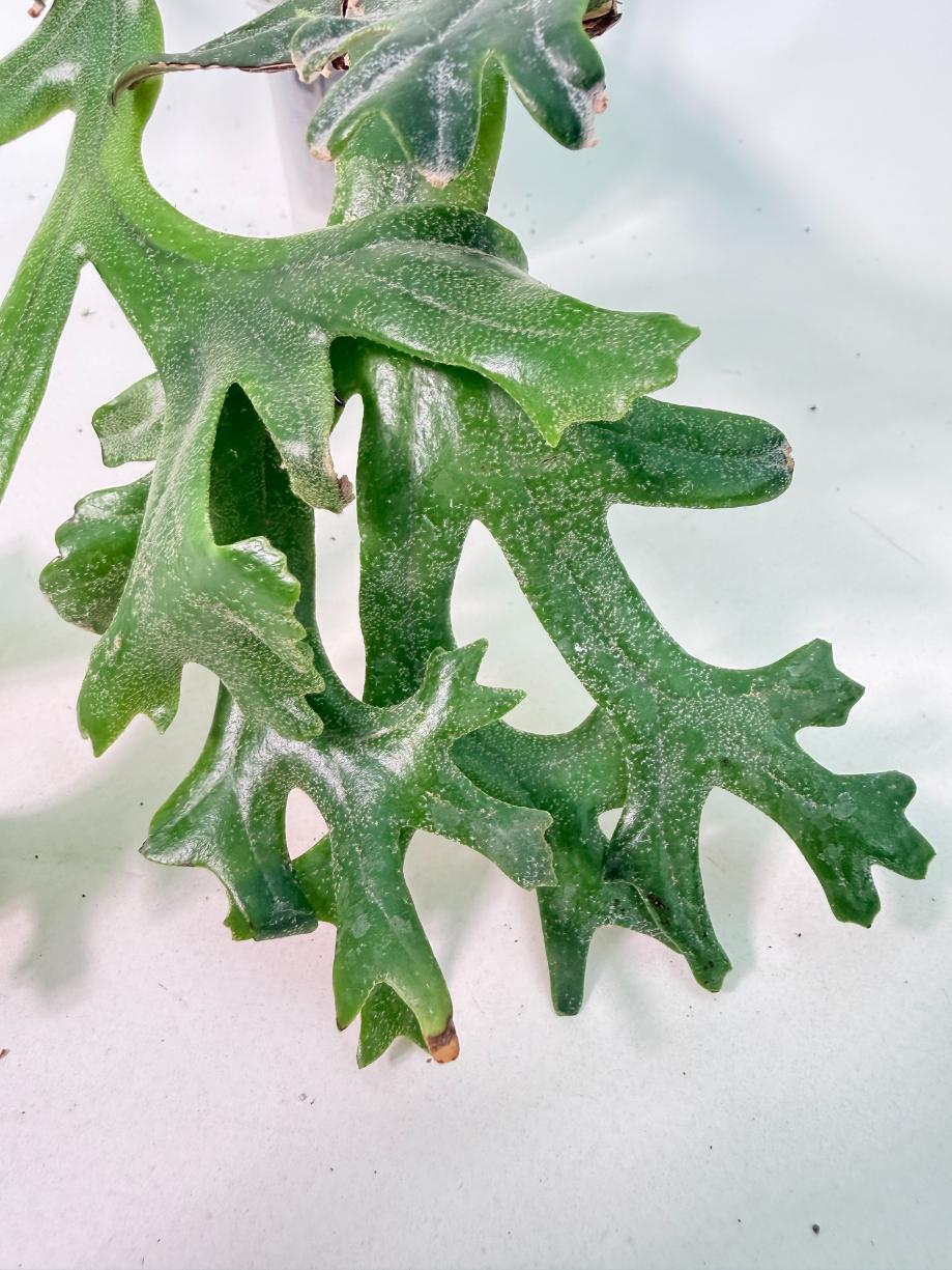 Polypodium Longifolia Crested Leaf 06