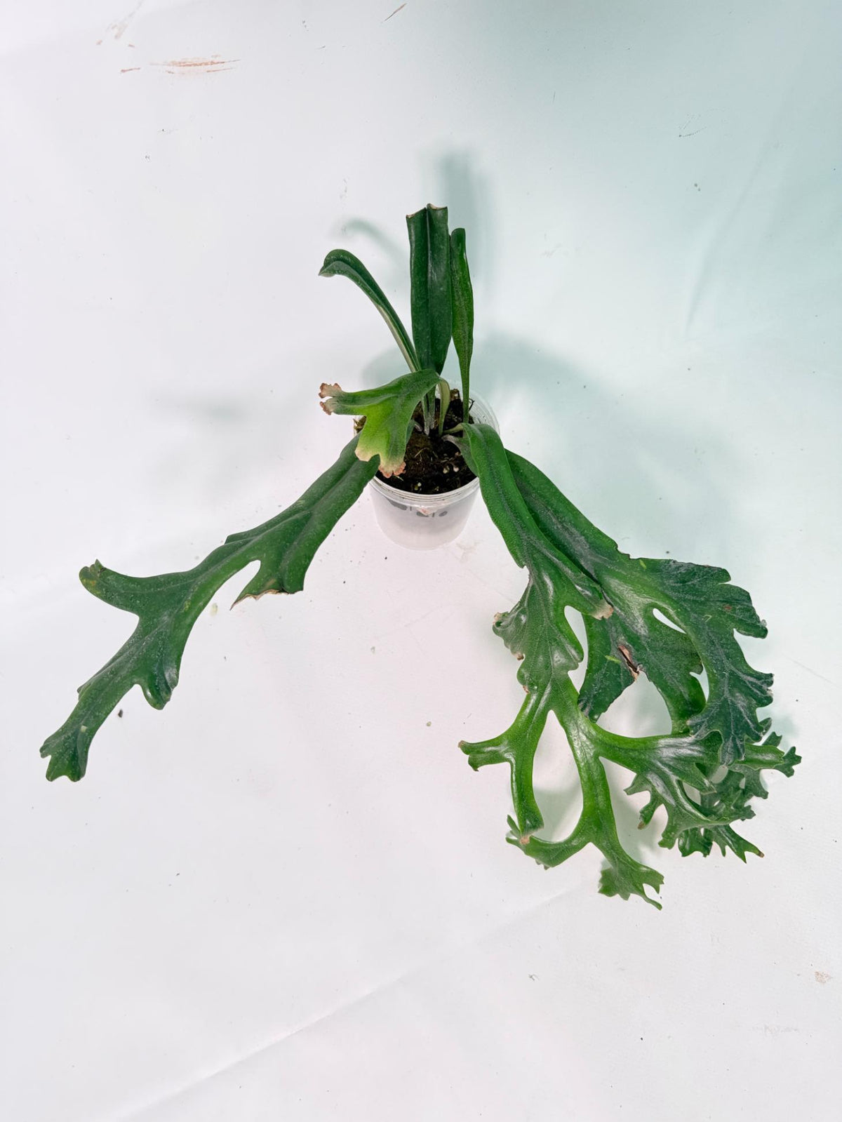 Polypodium Longifolia Crested Leaf 07