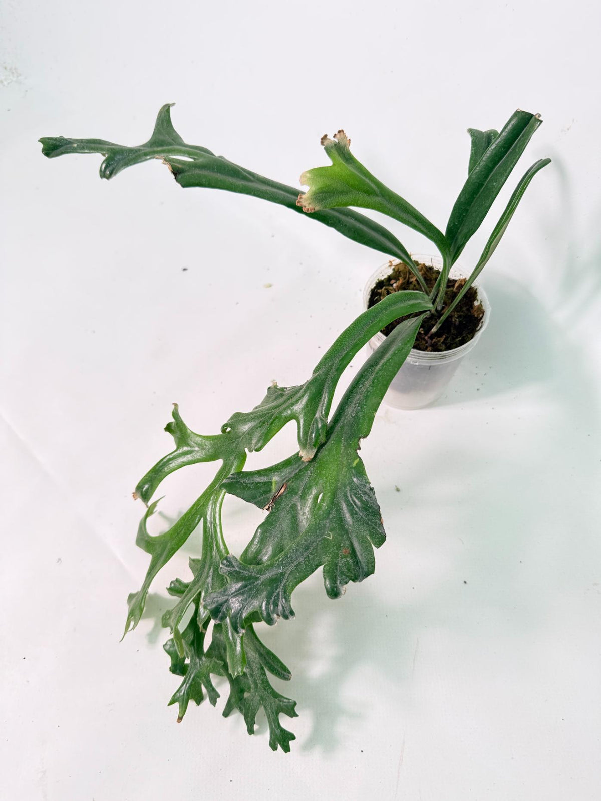 Polypodium Longifolia Crested Leaf 08