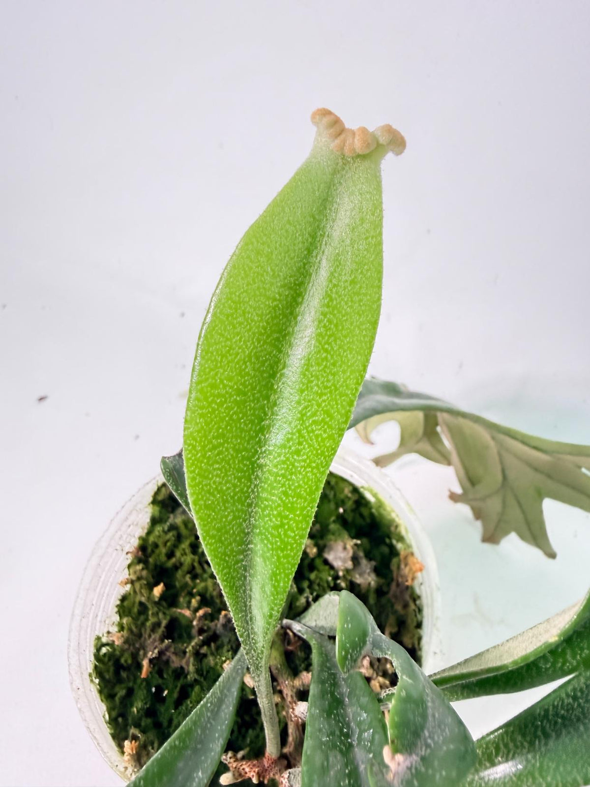 Polypodium Longifolia Crested Leaf 10